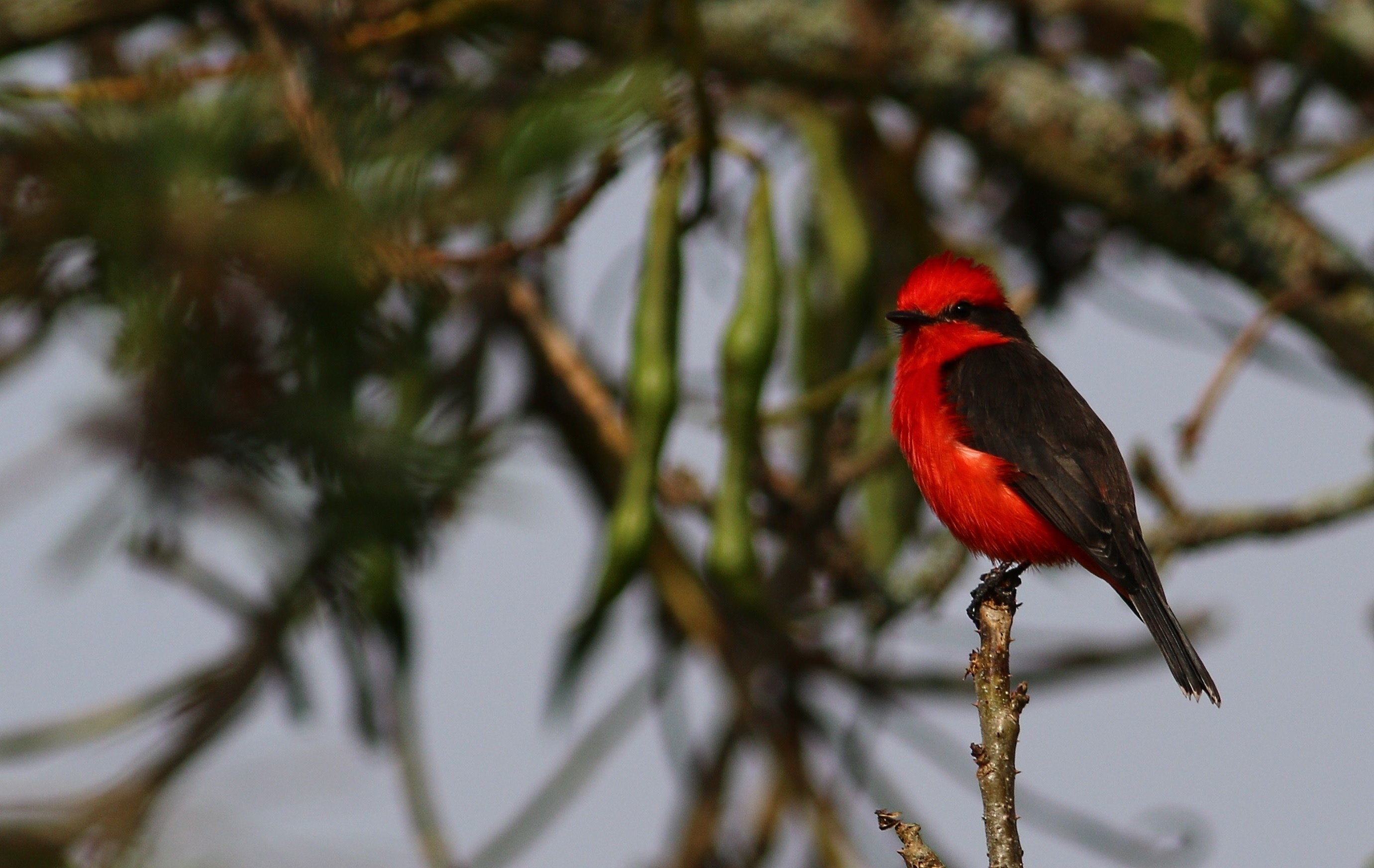Vermilion Flycatcher