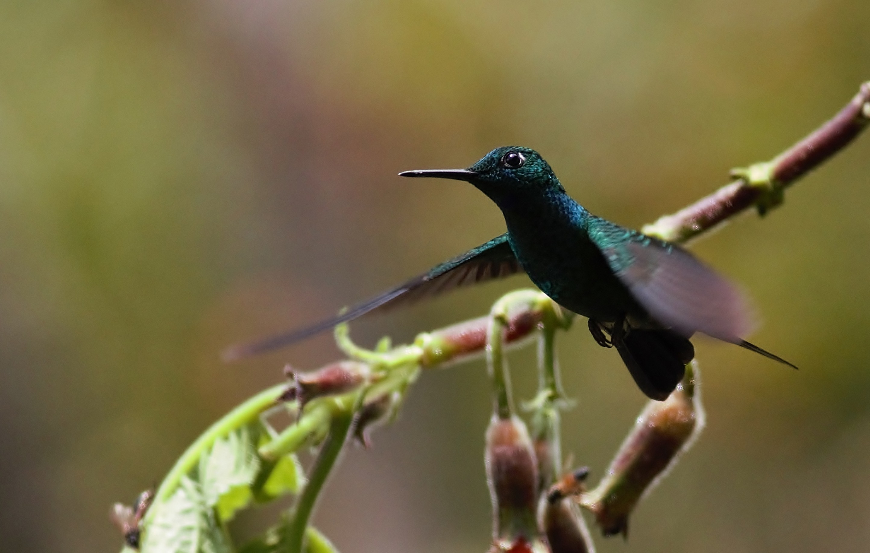 Green-crowned Brilliant — Ana fotoğraf