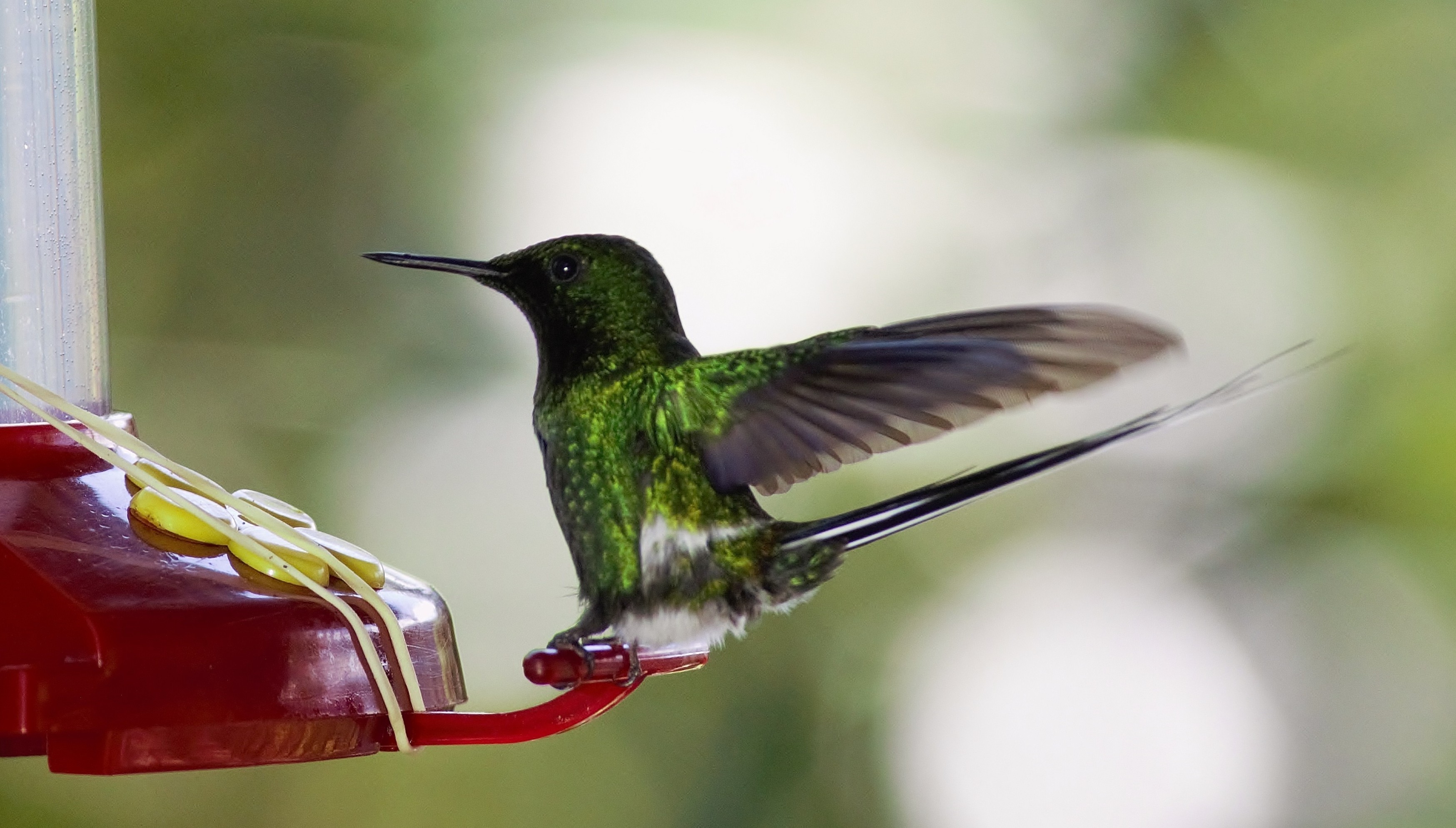 Green Thorntail