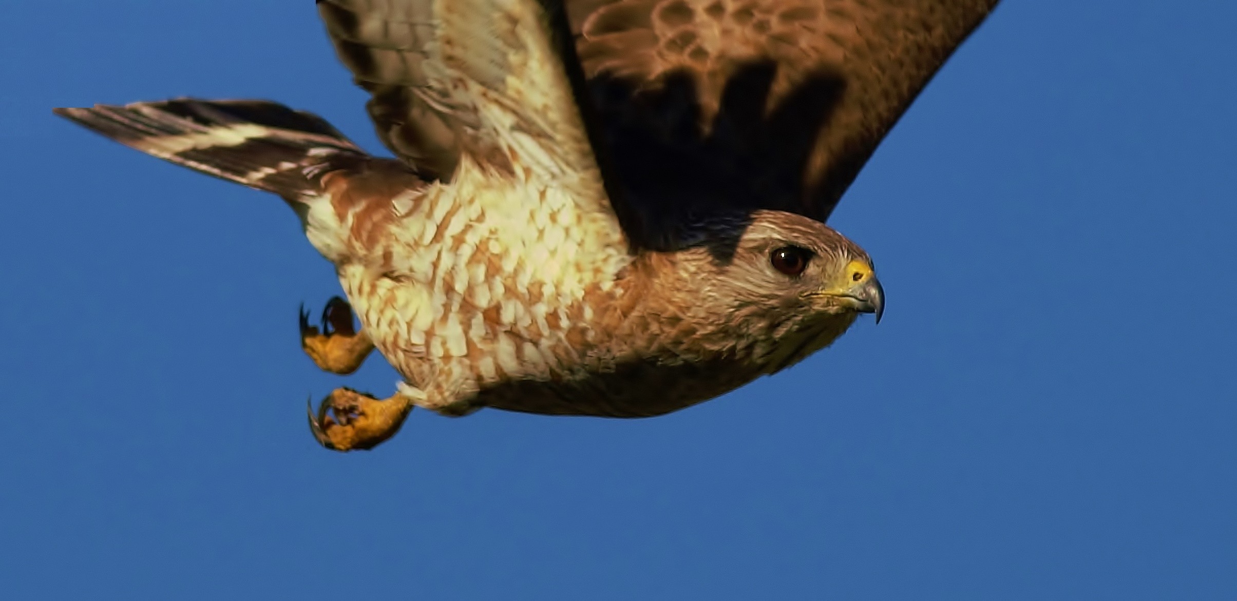 Broad-winged Hawk