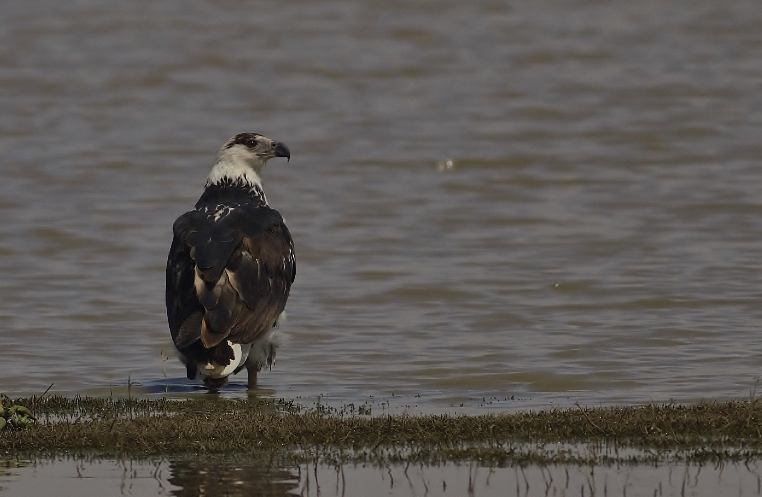 African Fish-eagle