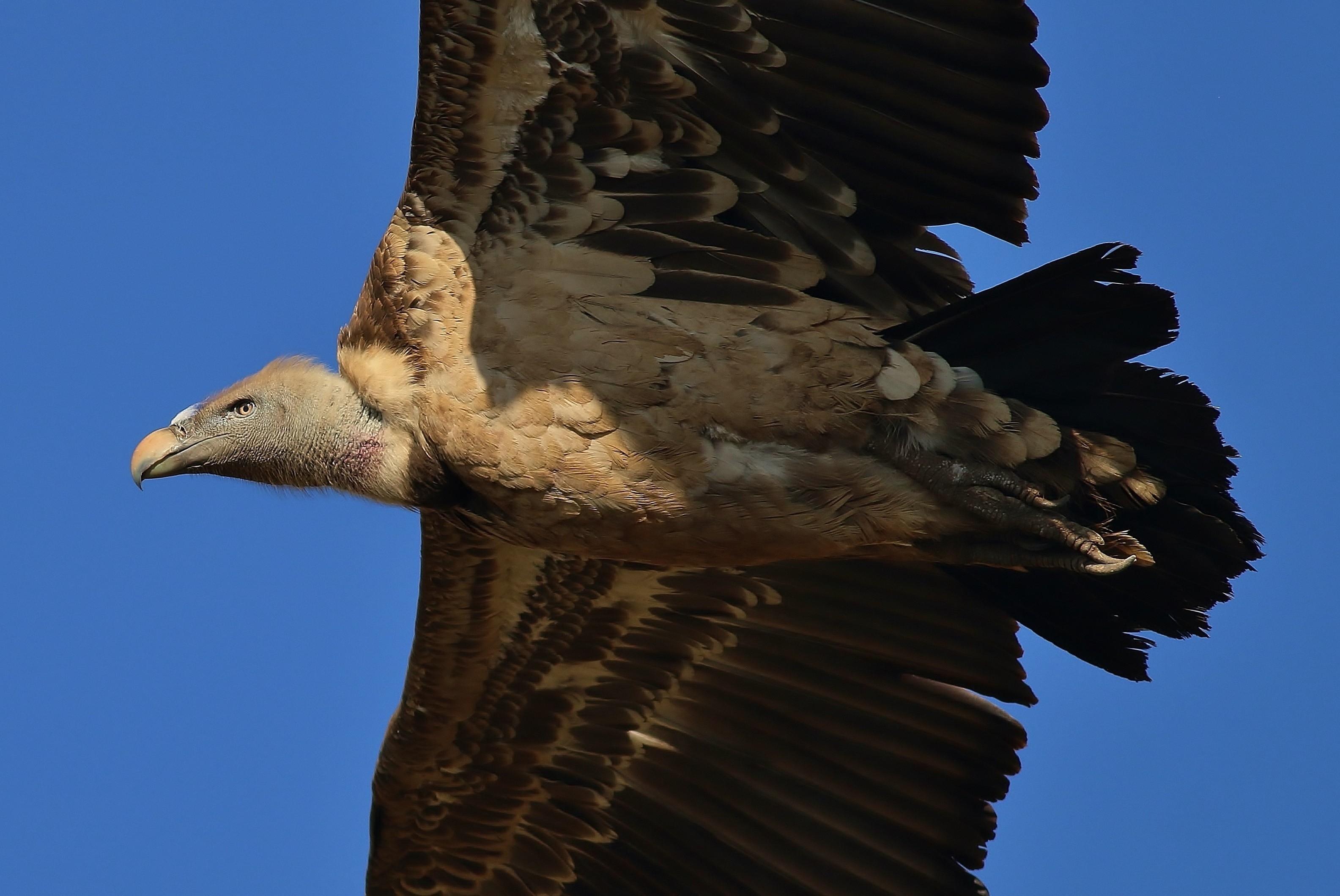 Rüppell's Vulture