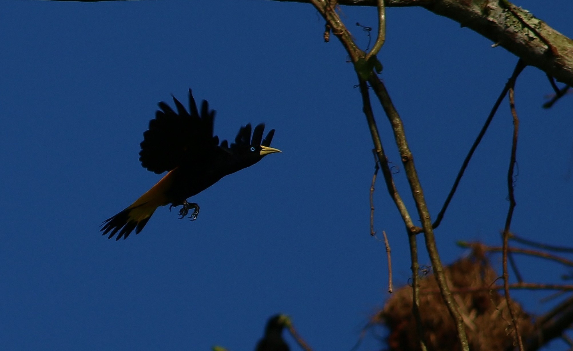 Crested Oropendola