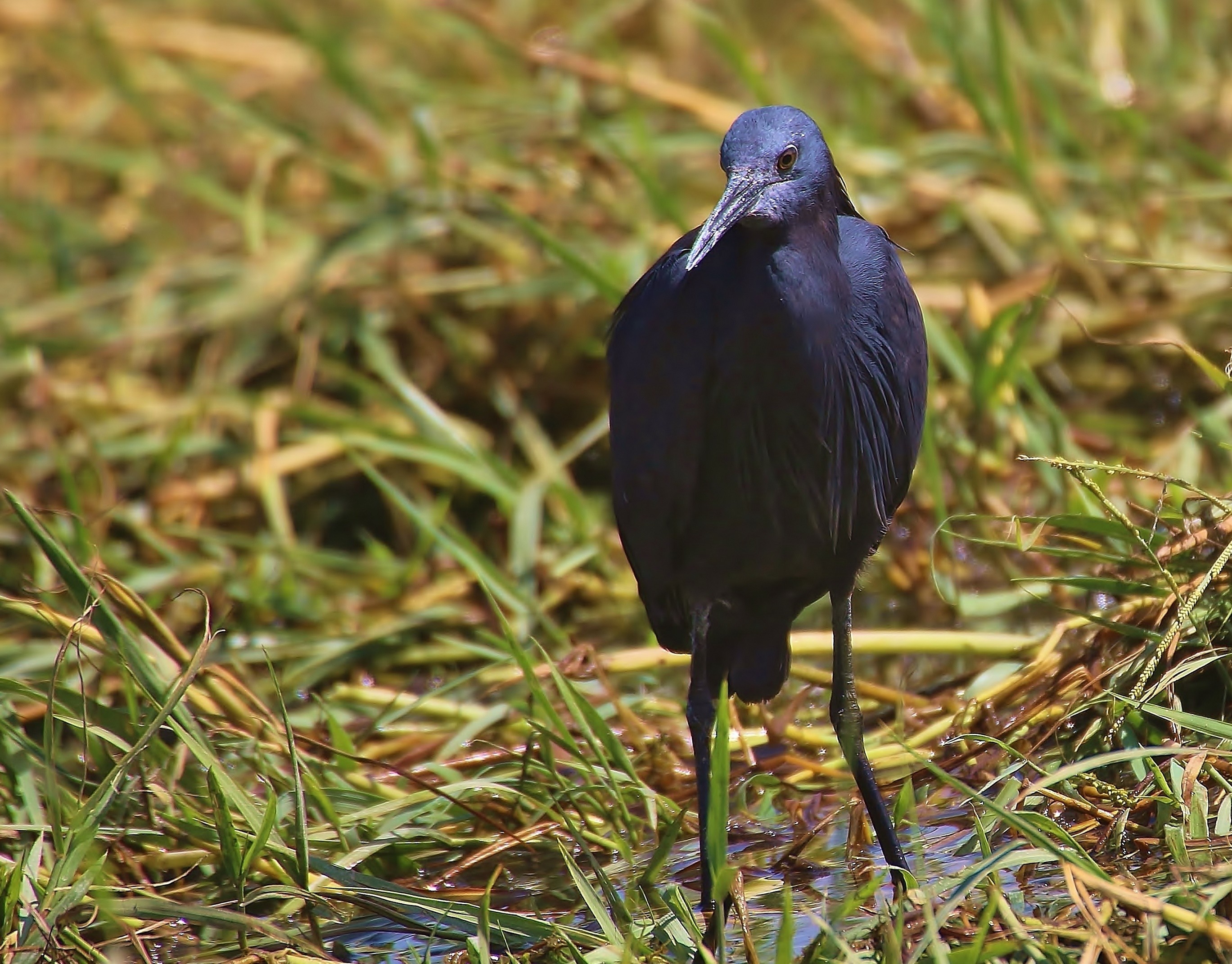 Black Heron