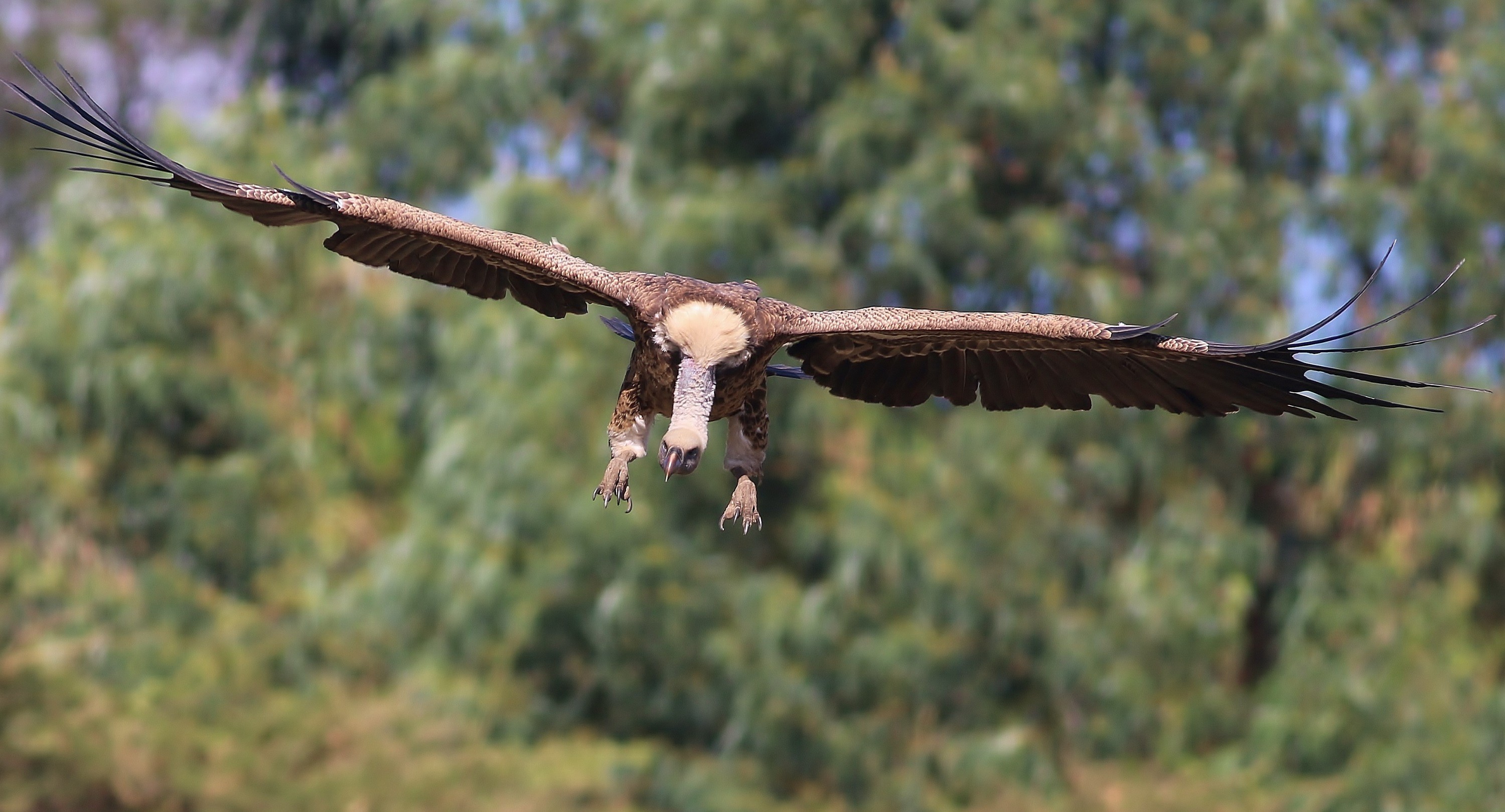 Rüppell's Vulture