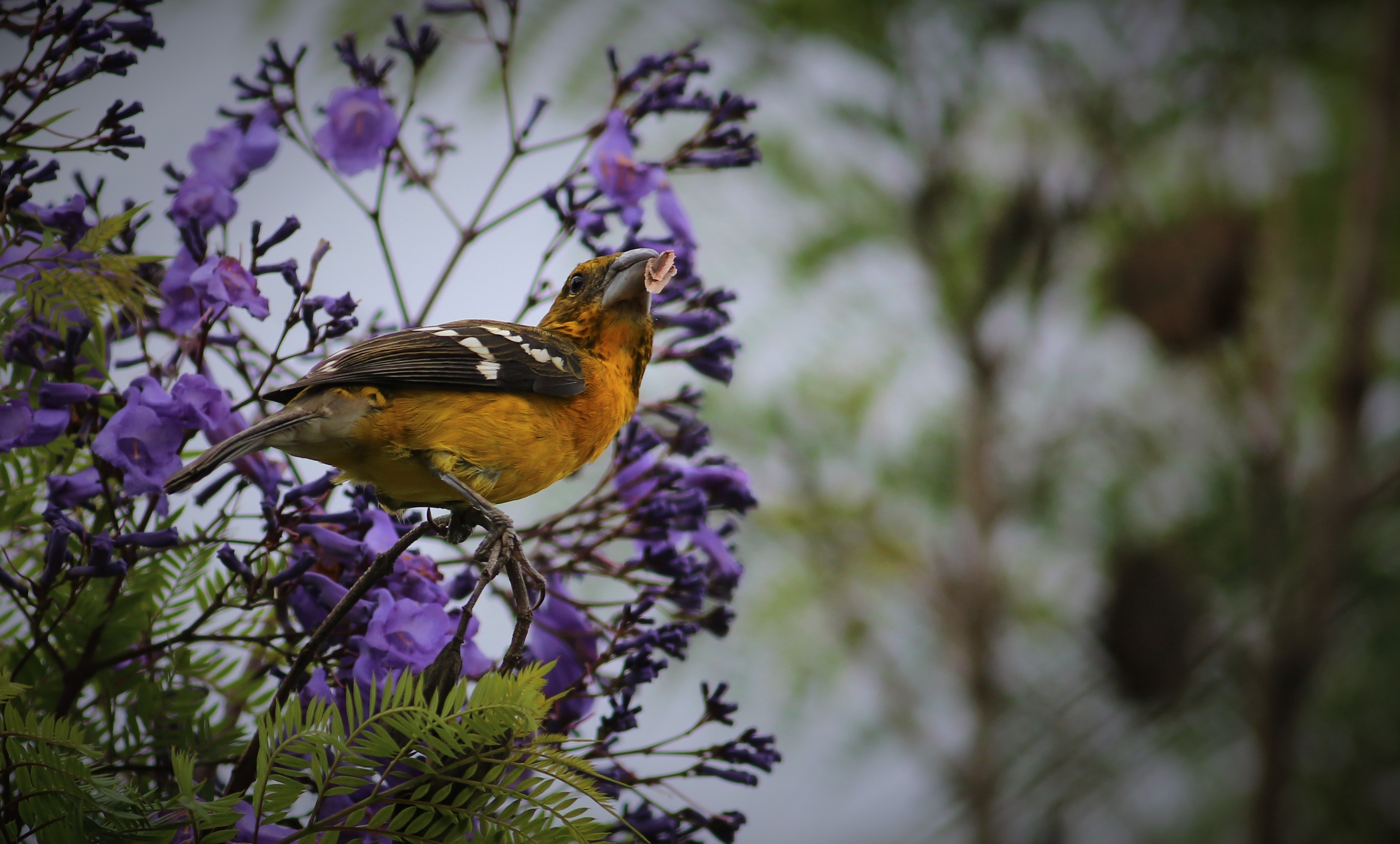 Golden-bellied Grosbeak — Ana fotoğraf