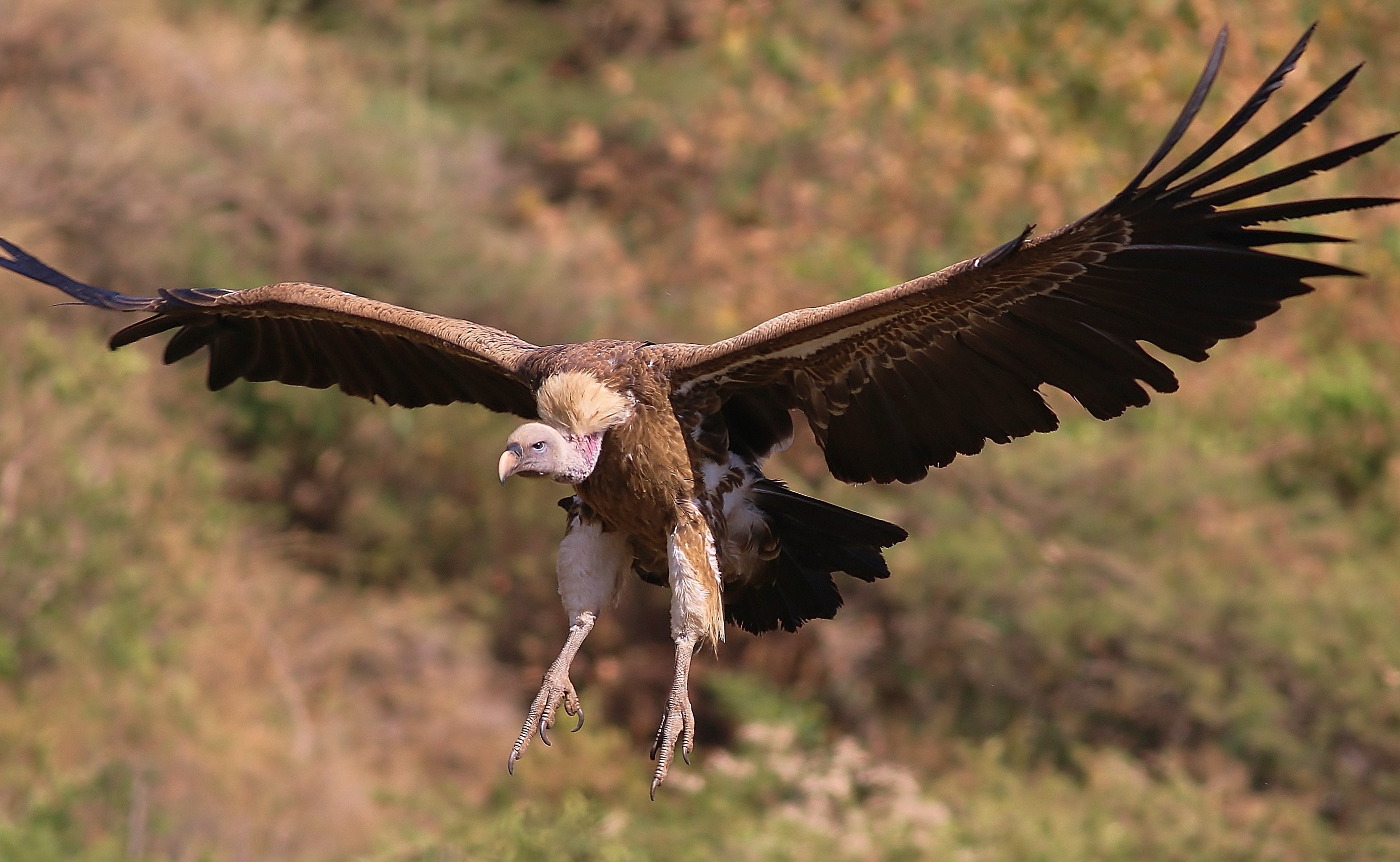 Rüppell's Vulture