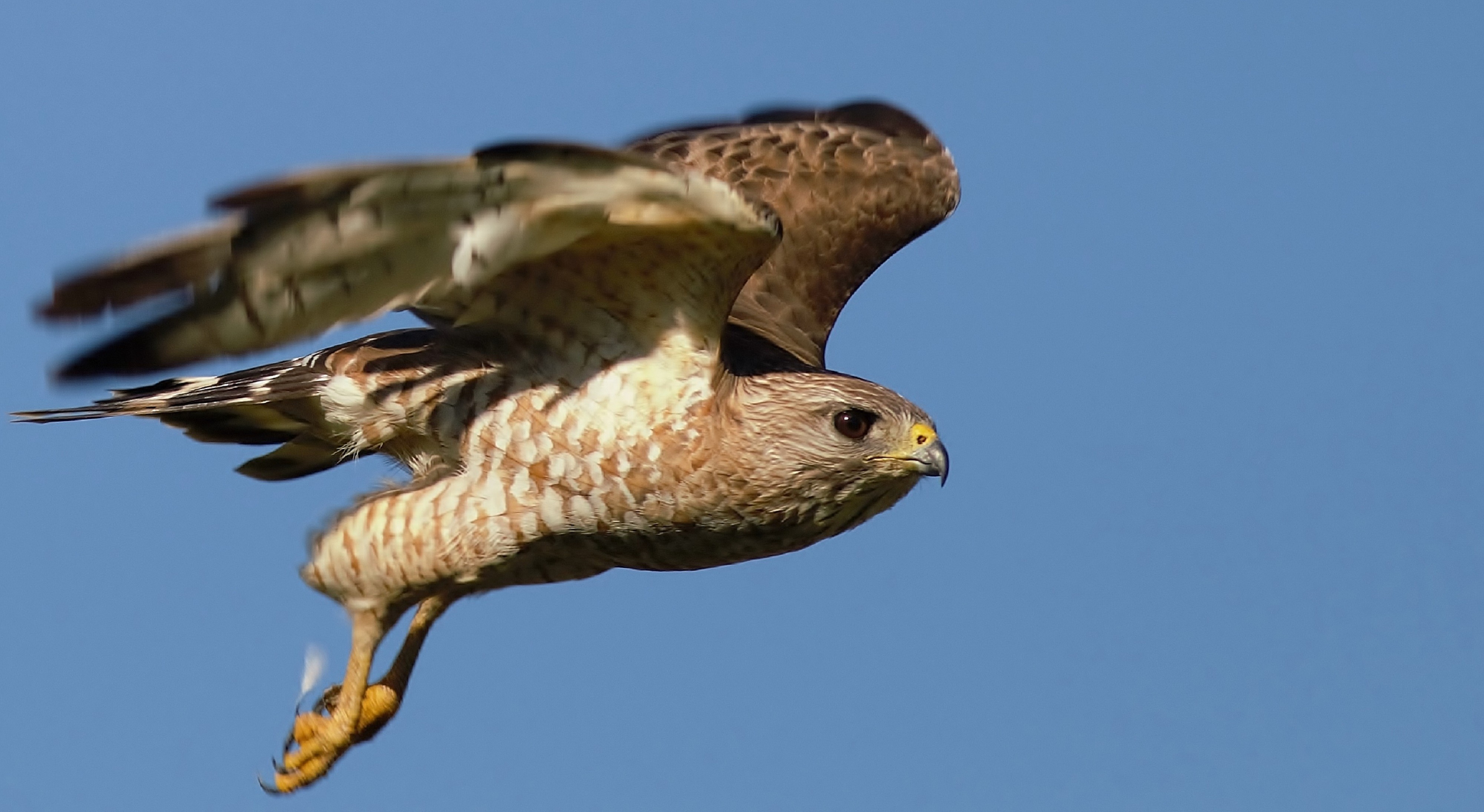 Broad-winged Hawk