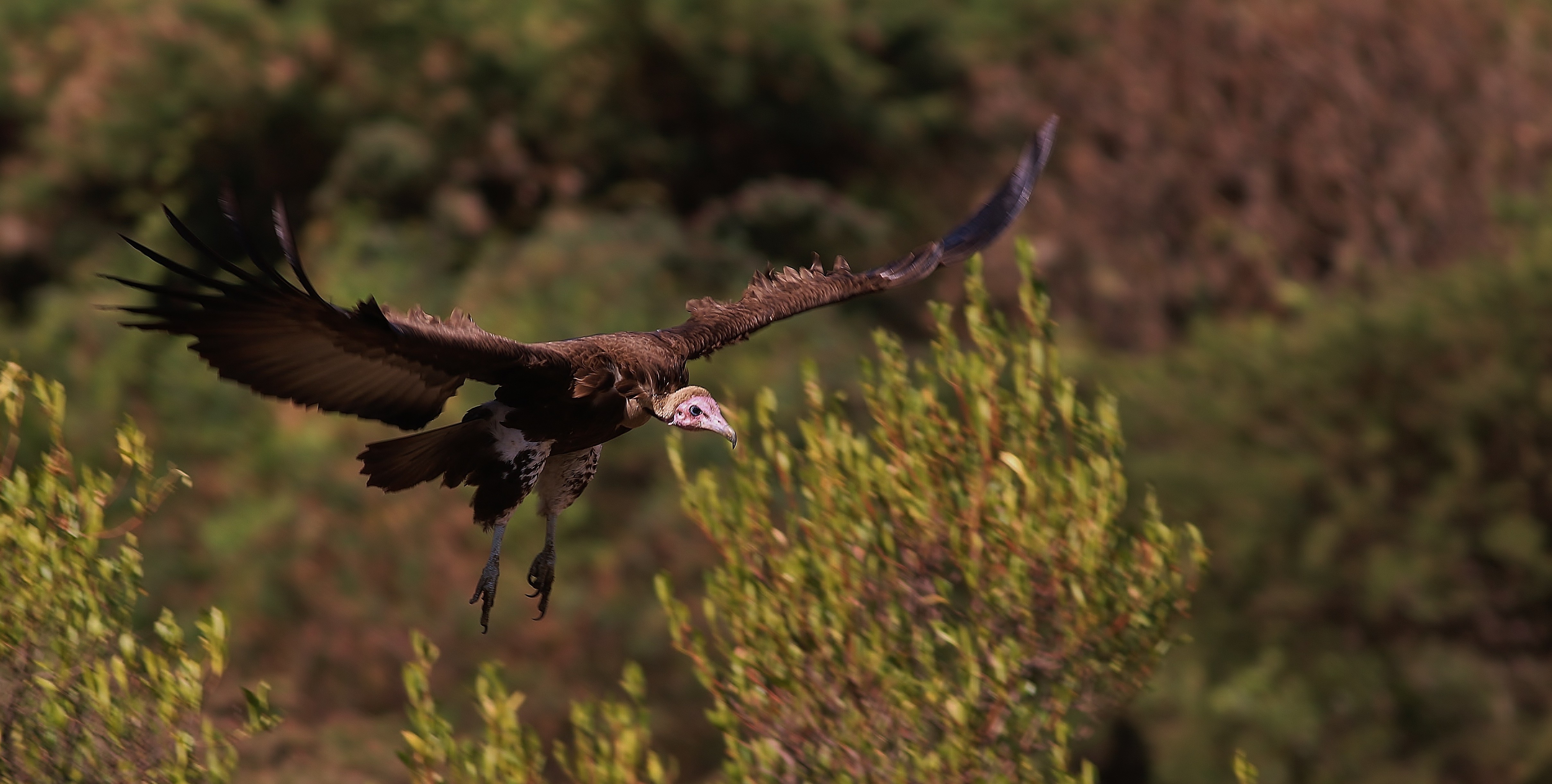 Hooded Vulture