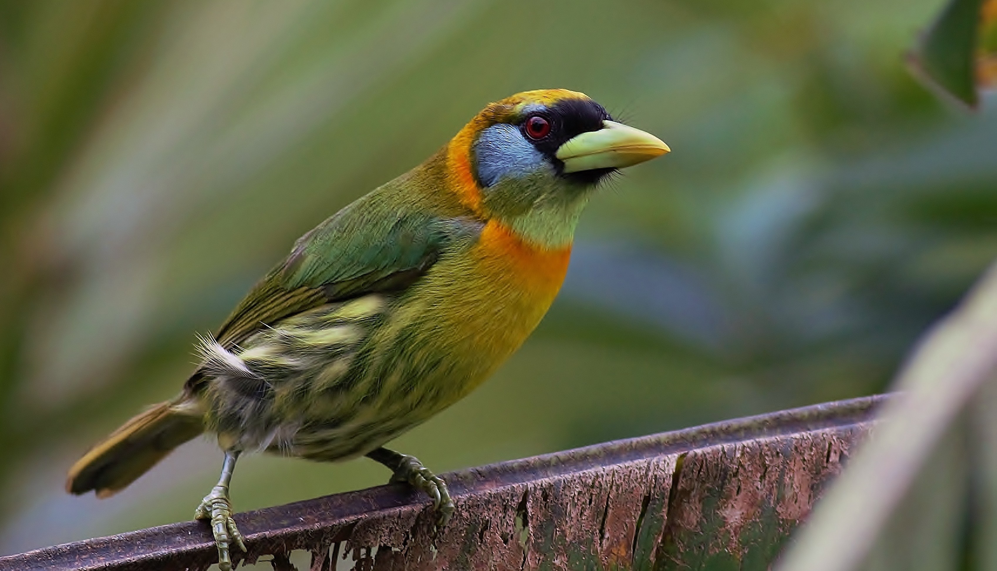 Red-headed Barbet — Ana fotoğraf