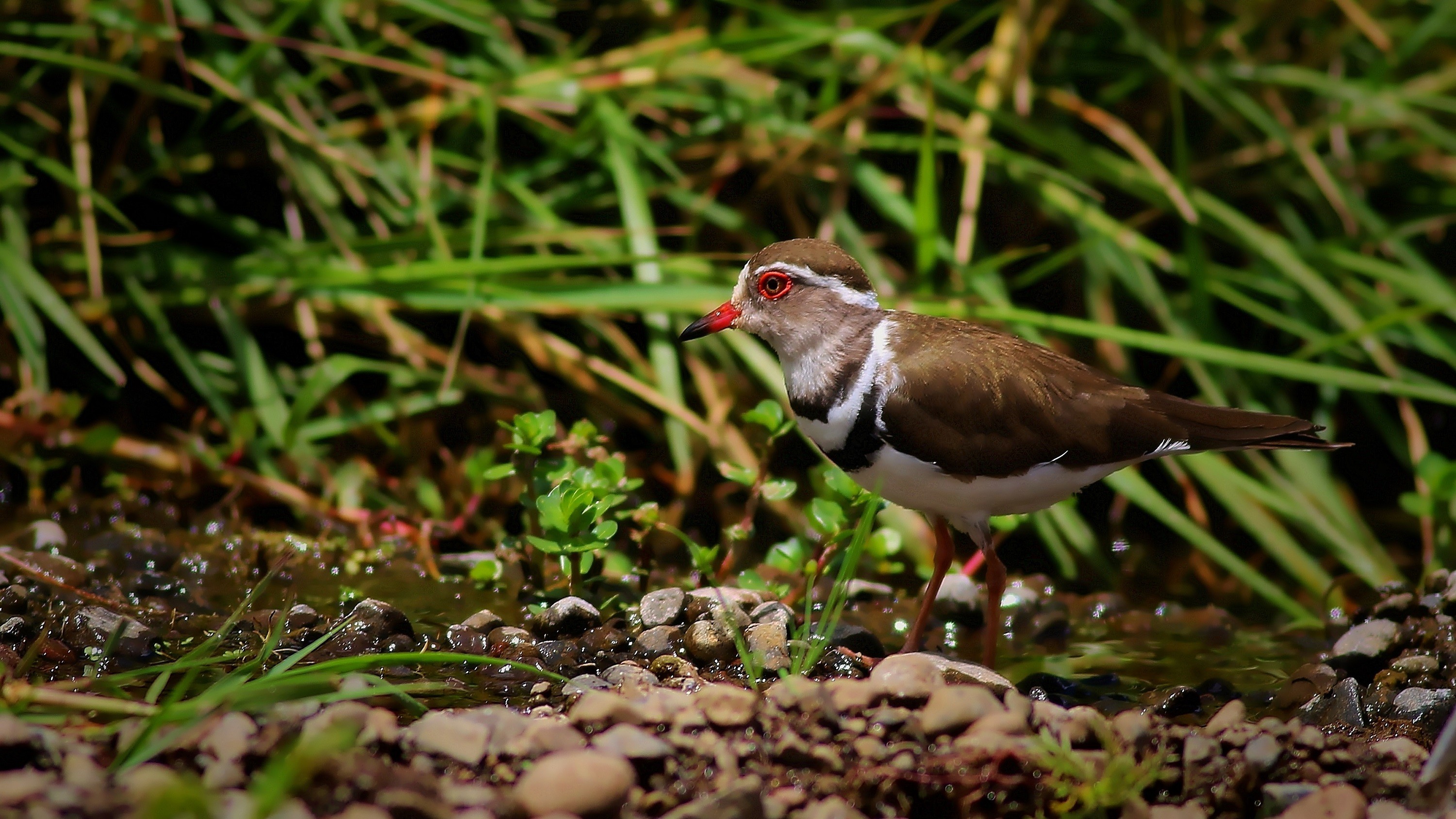 African Three-banded Plover