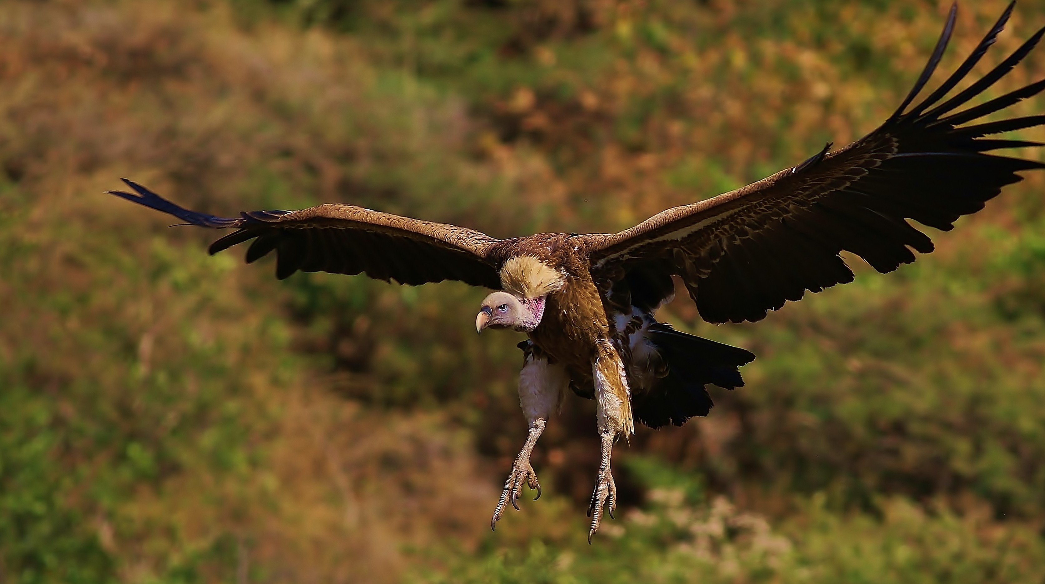 Rüppell's Vulture