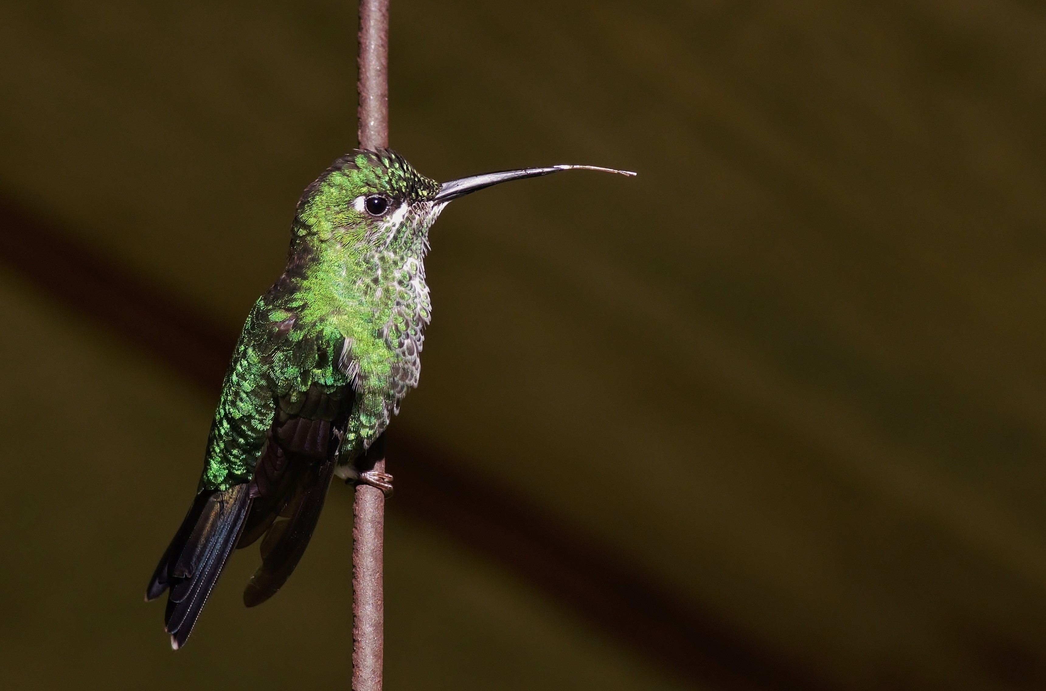 Green-crowned Brilliant