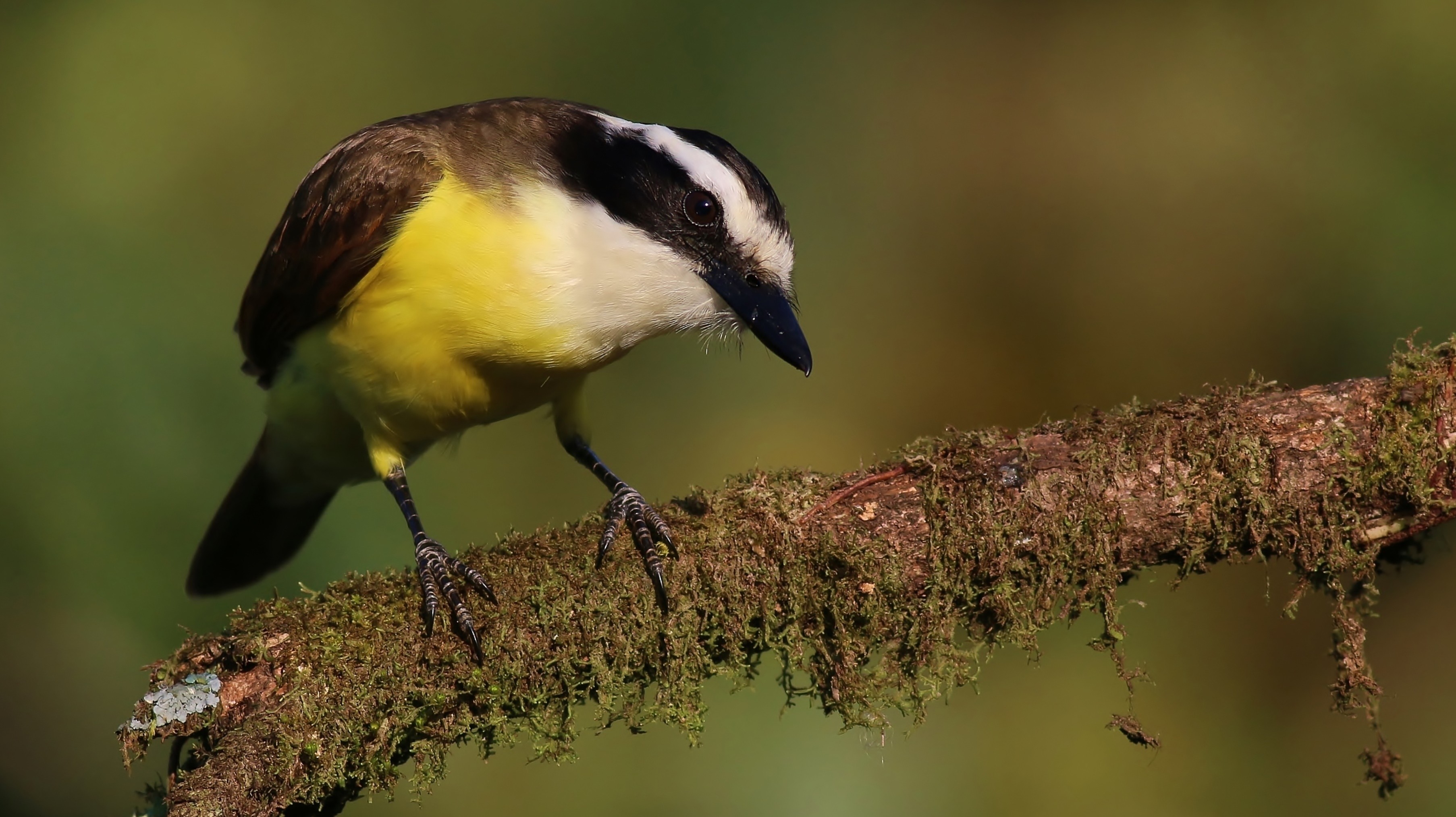 Great Kiskadee