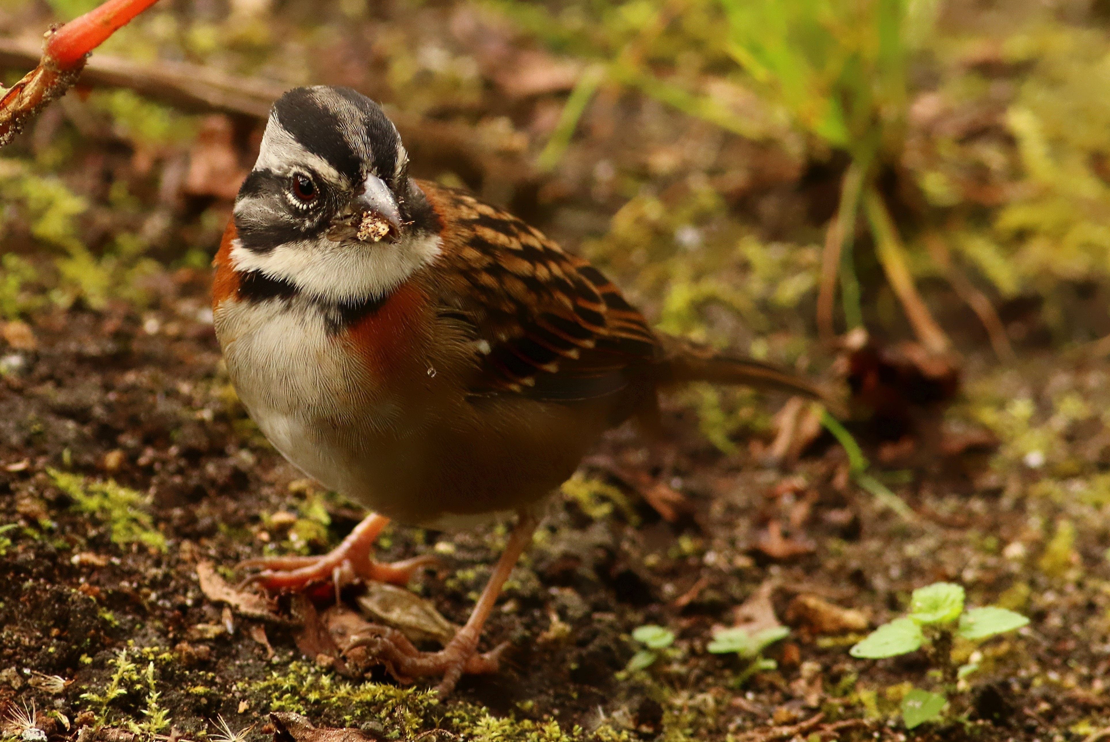 Rufous-collared Sparrow — Ana fotoğraf