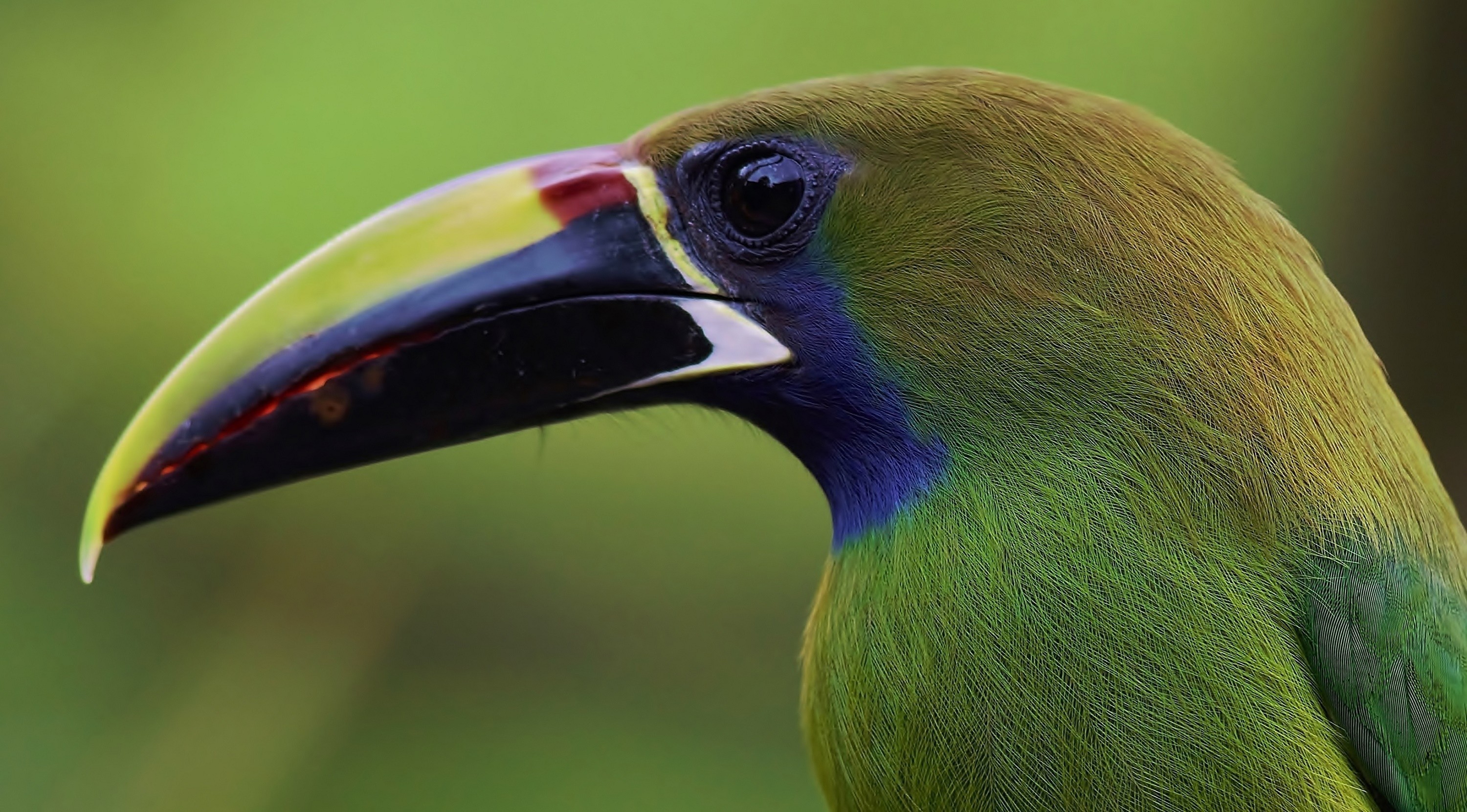 Emerald Toucanet — Ana fotoğraf