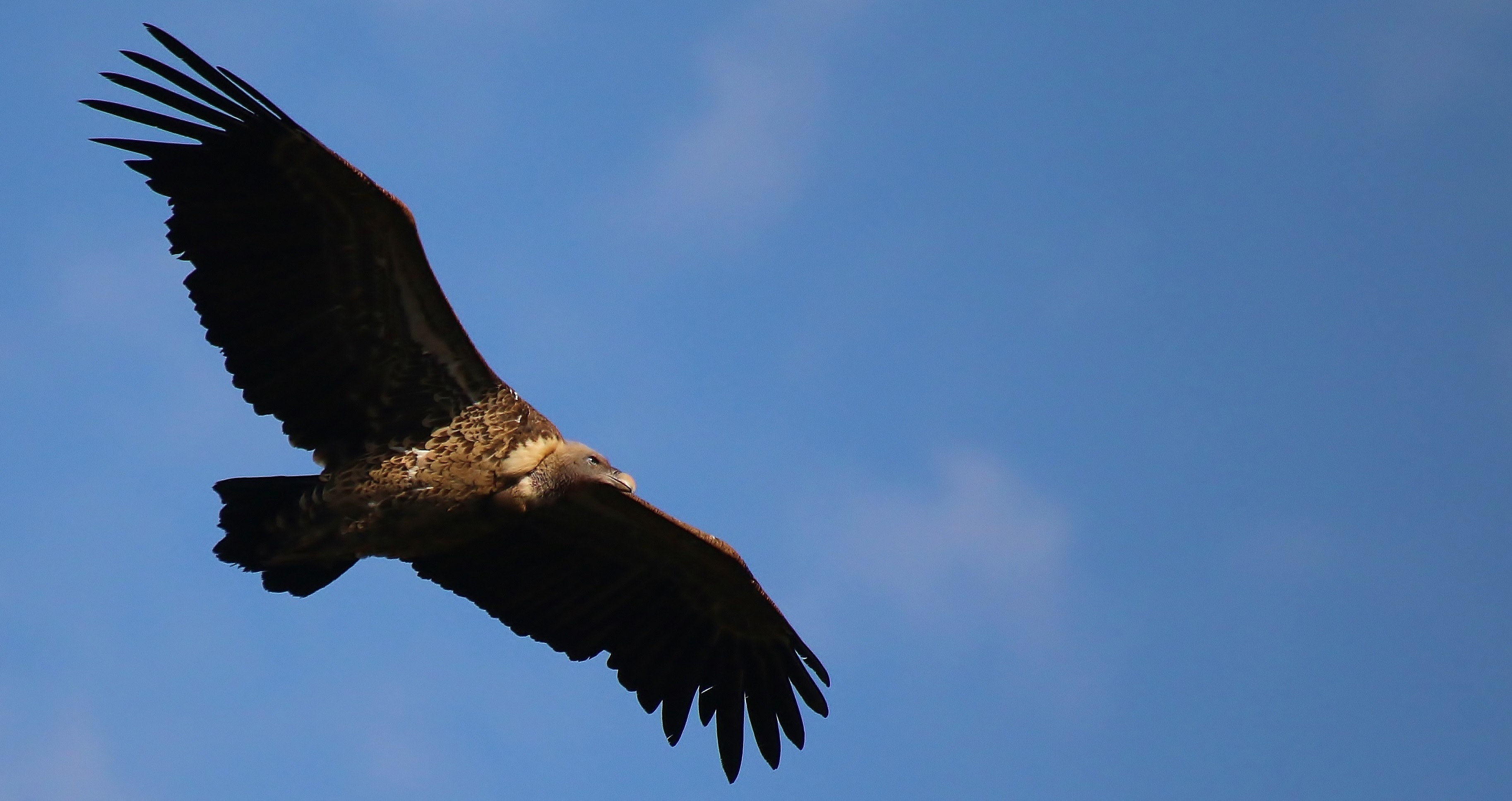 White-backed Vulture