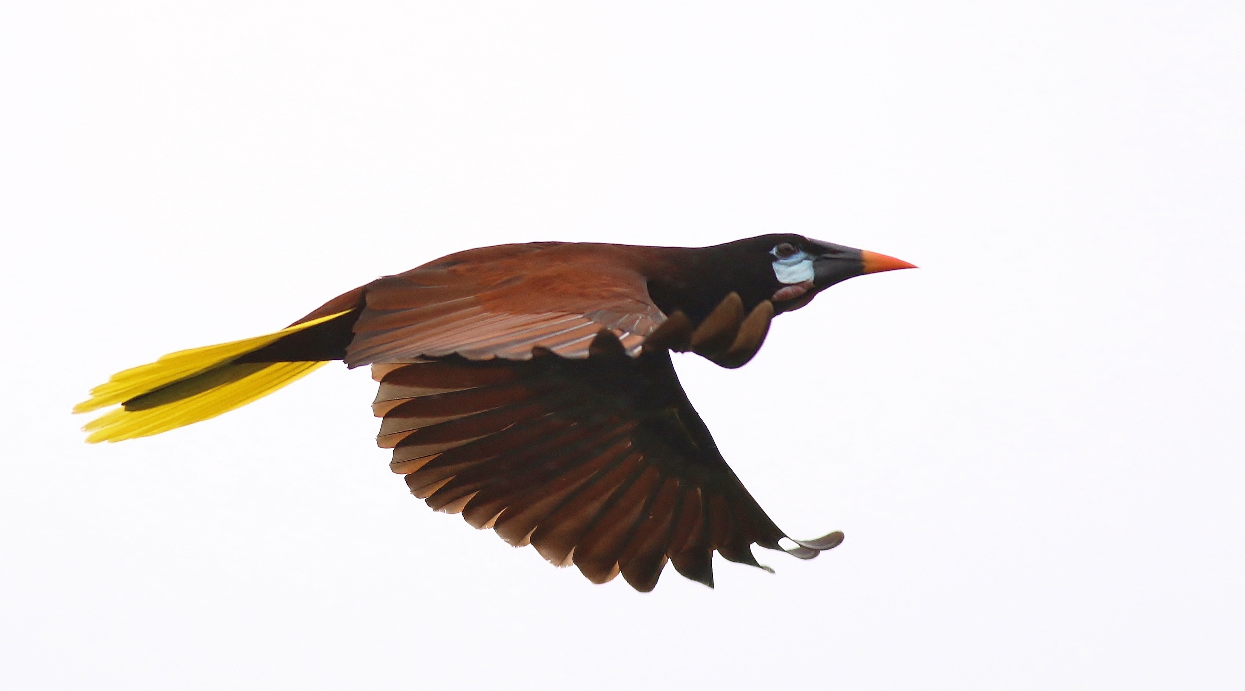 Montezuma Oropendola