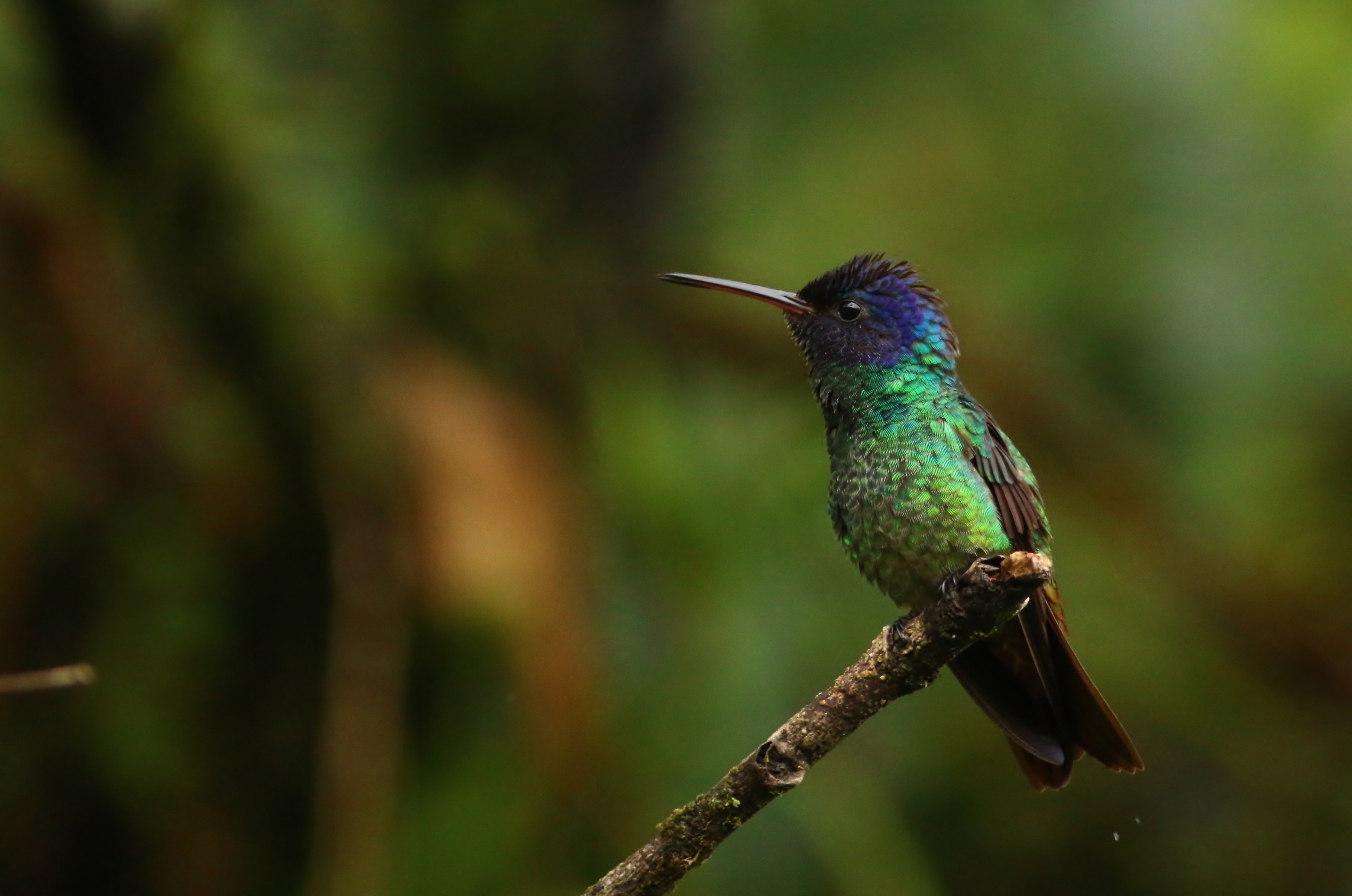 Golden-tailed Sapphire — Ana fotoğraf