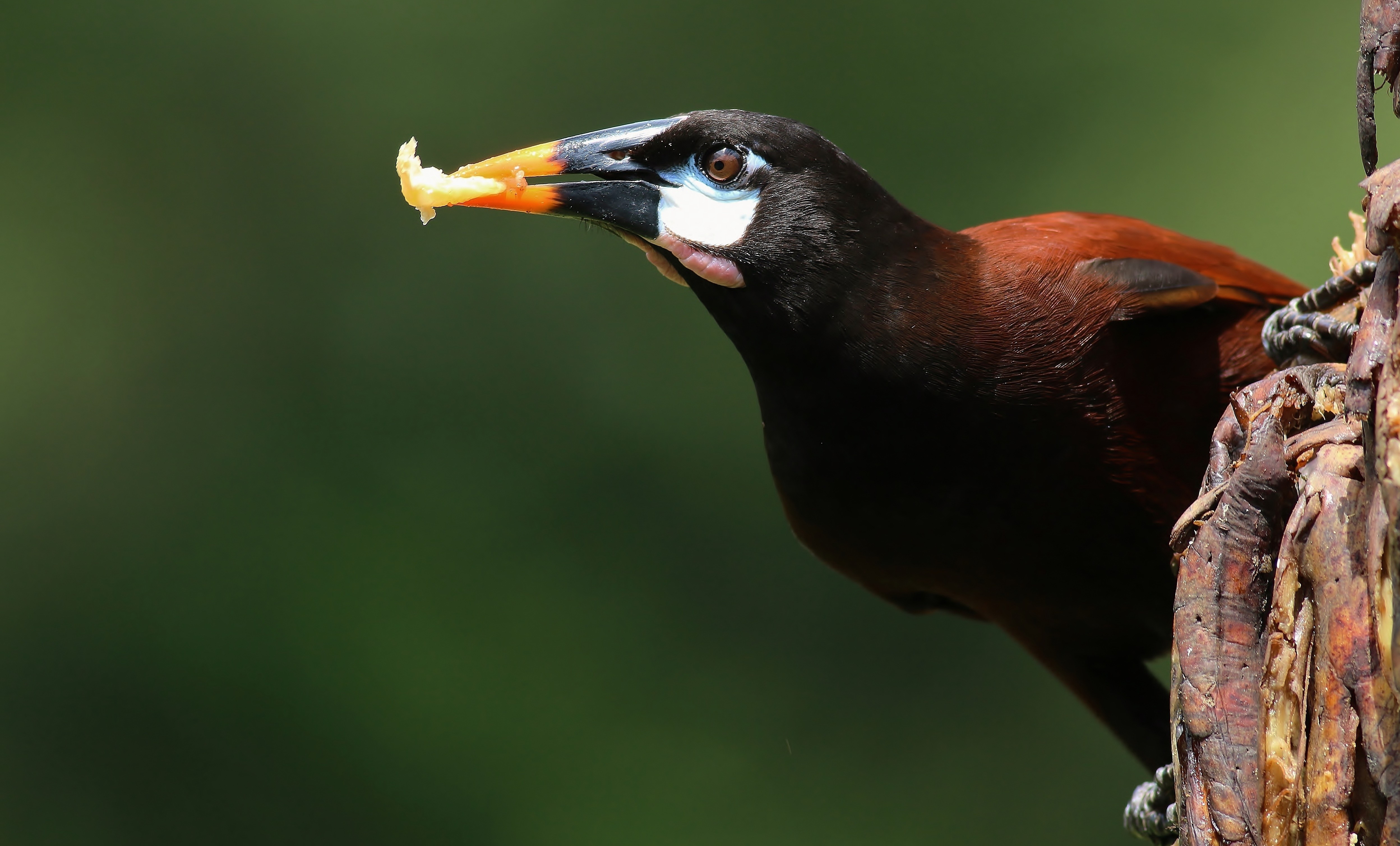 Montezuma Oropendola