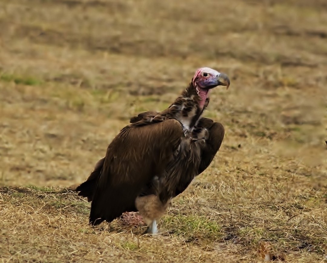 Lappet-faced Vulture
