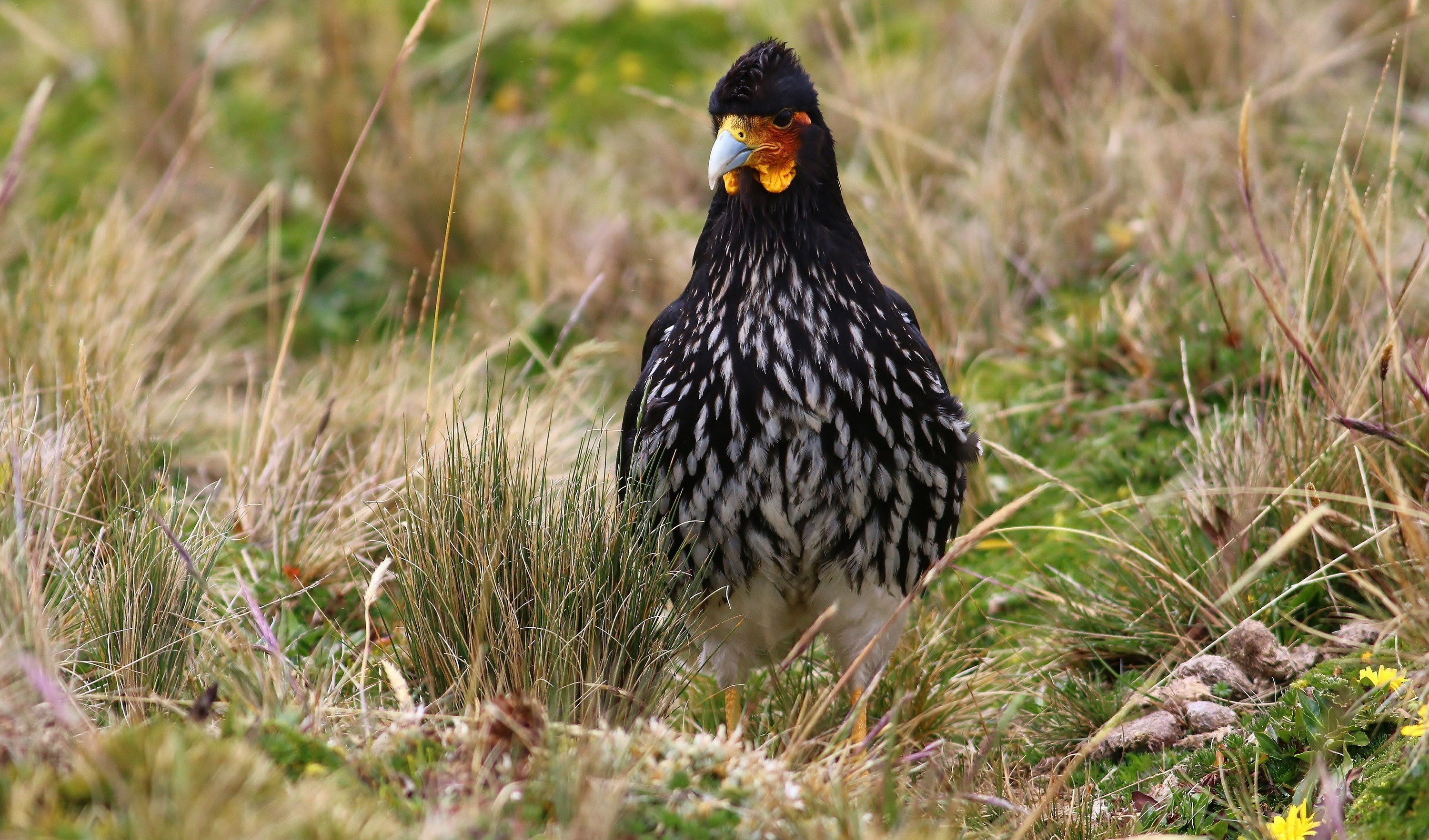 Carunculated Caracara