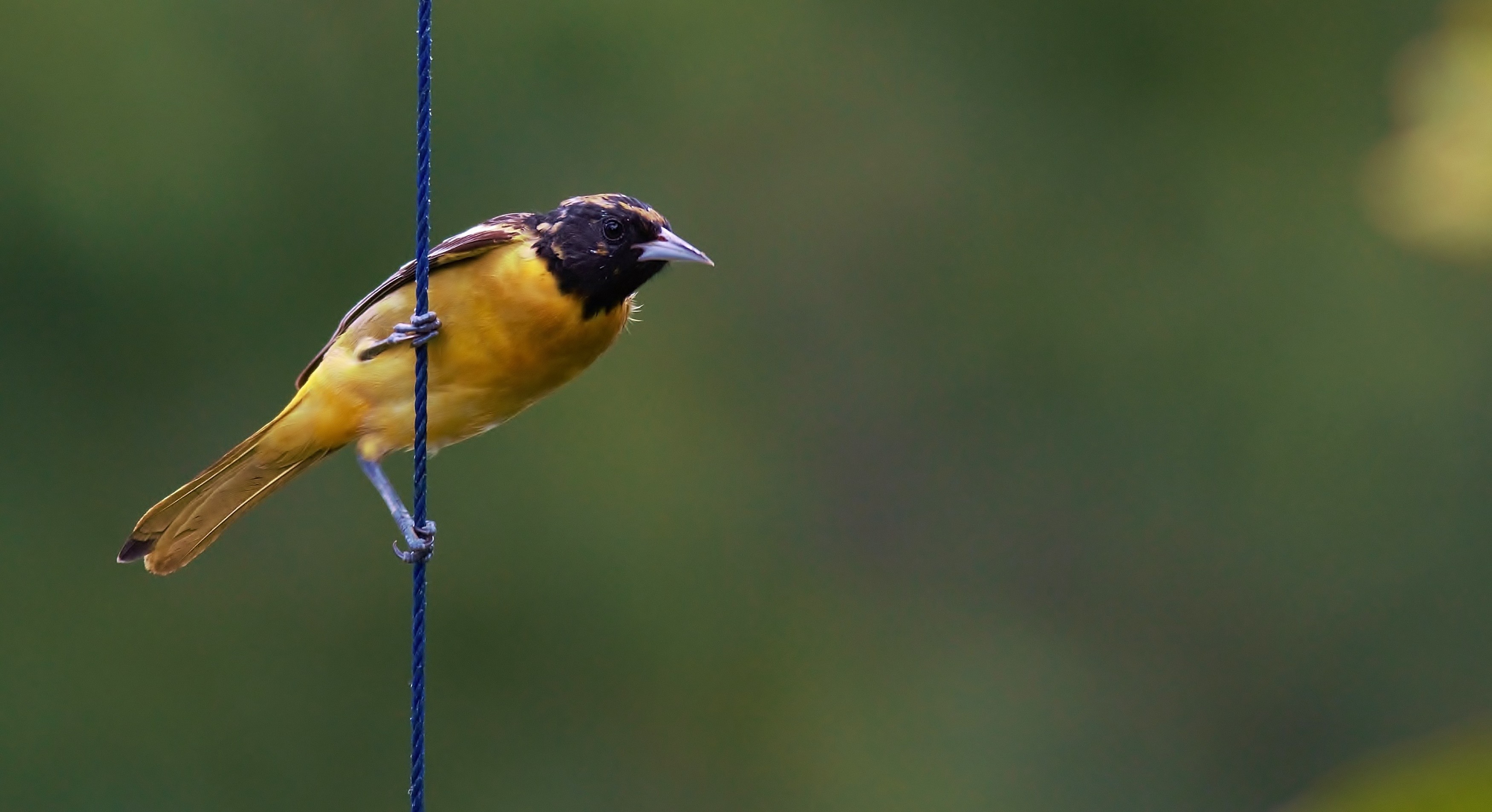 Baltimore Oriole