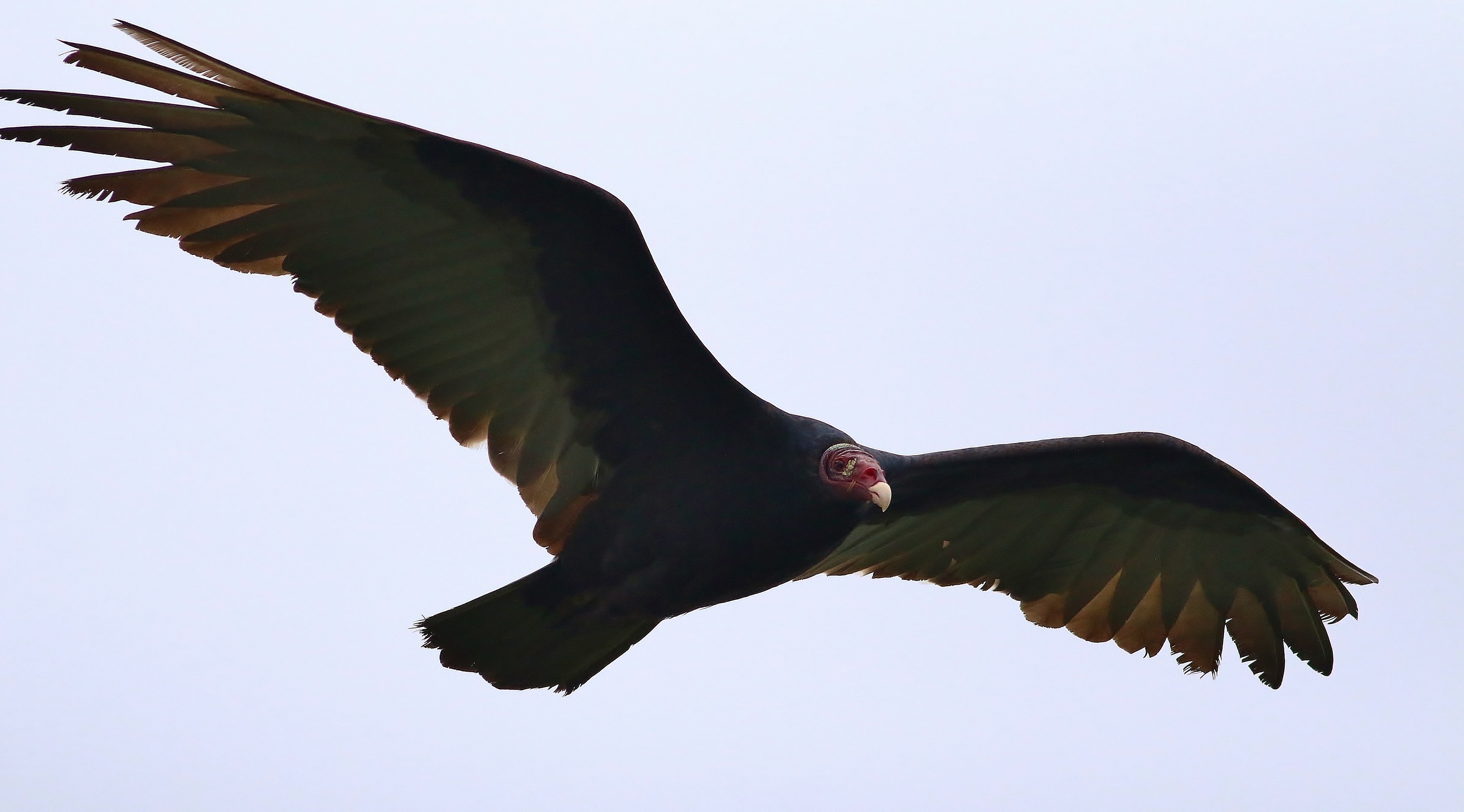 Turkey Vulture — Ana fotoğraf