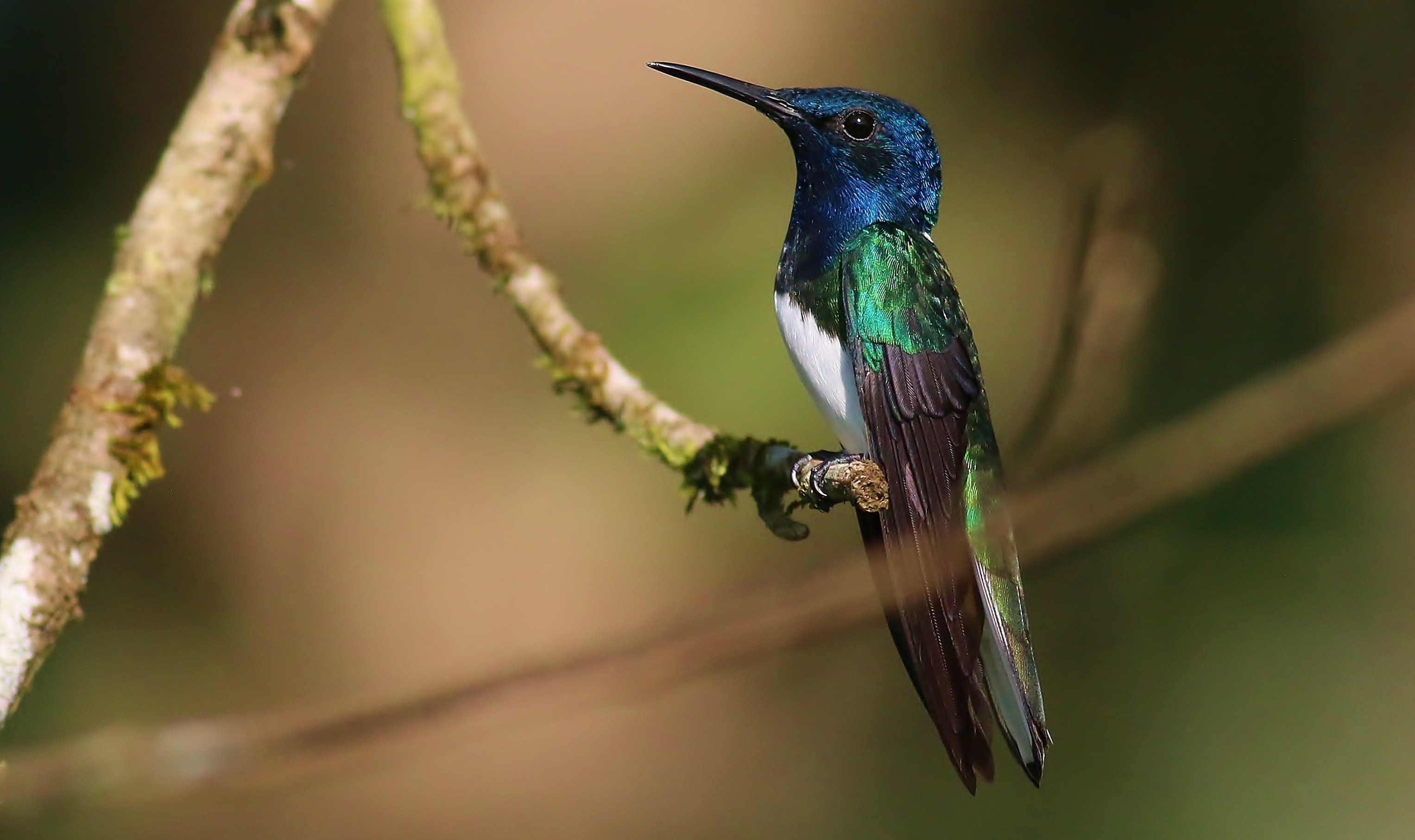 White-necked Jacobin — Ana fotoğraf