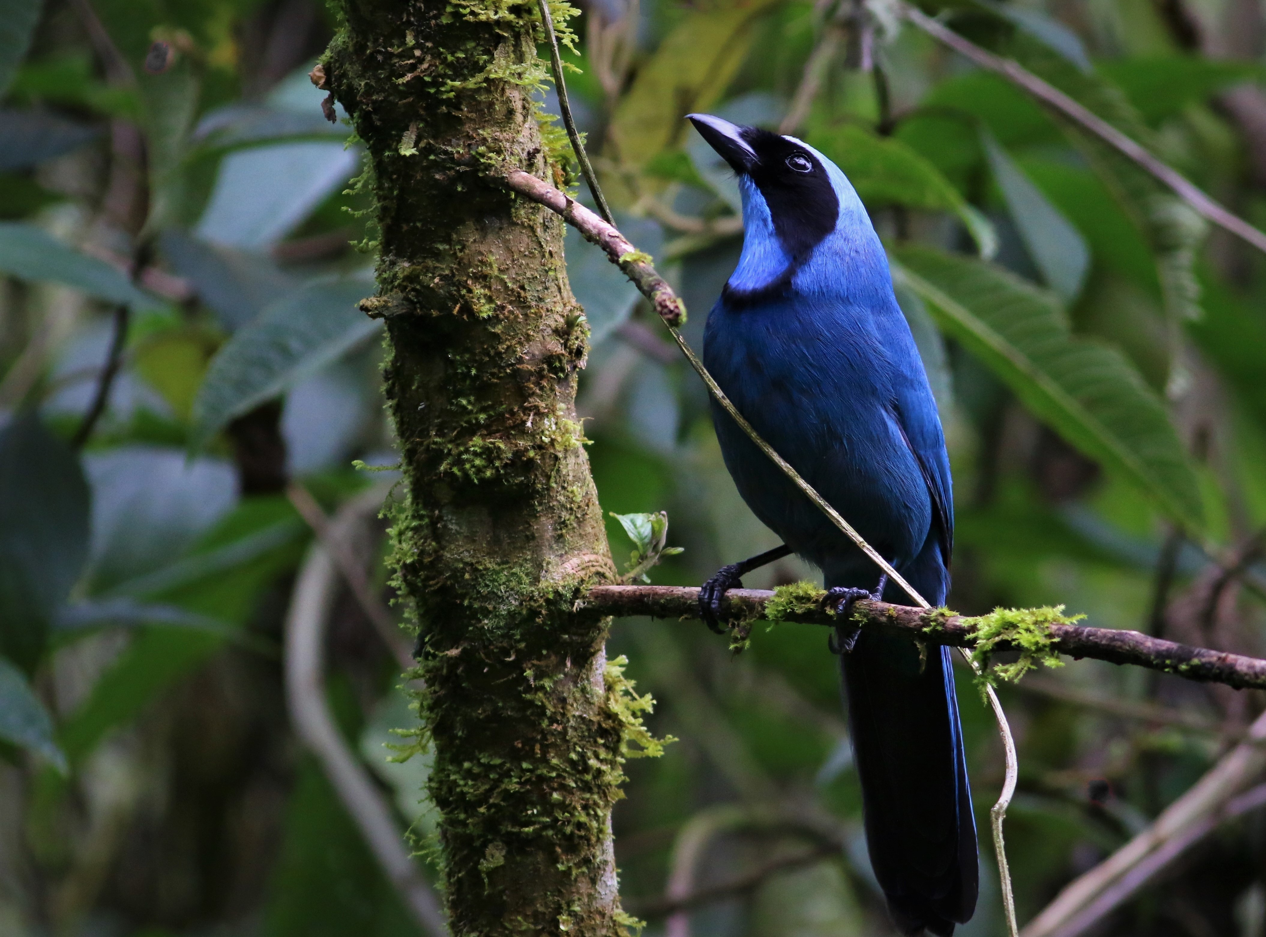 Turquoise Jay