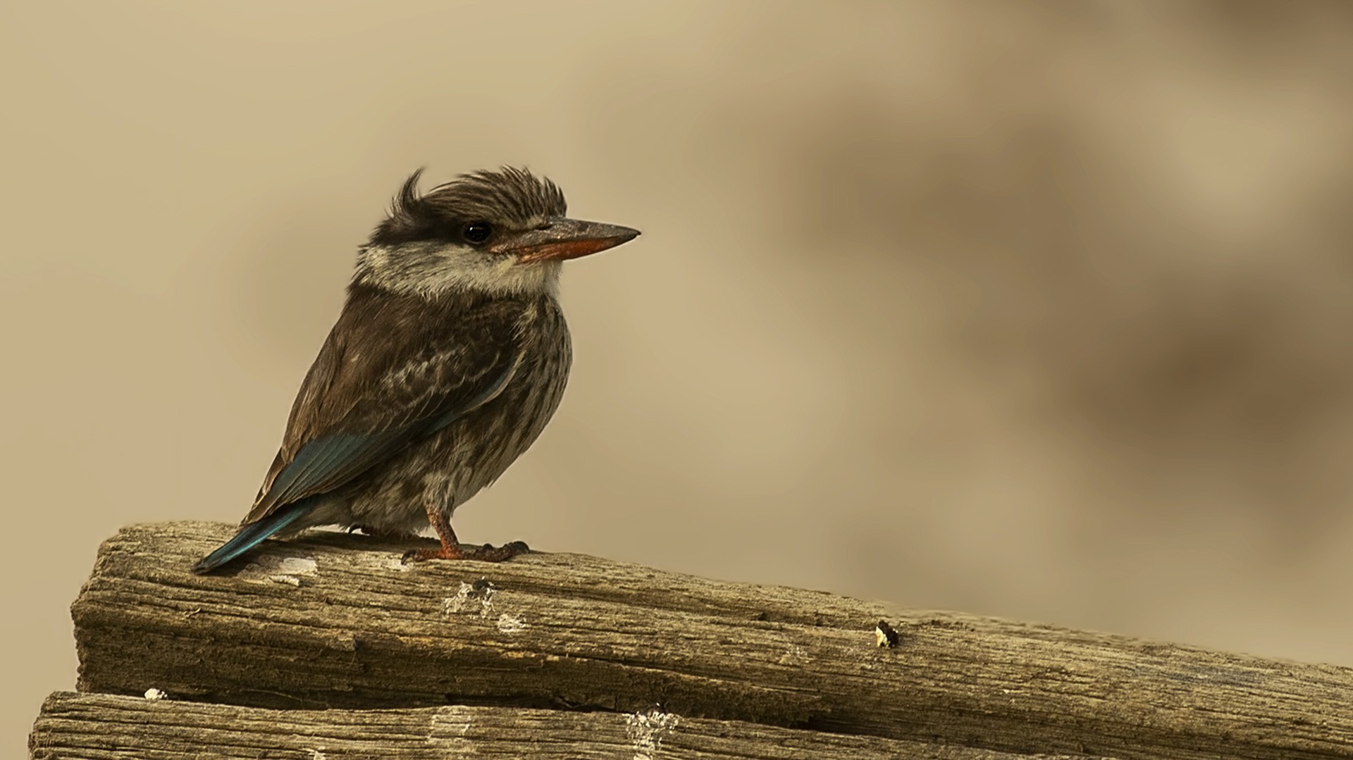 Striped Kingfisher