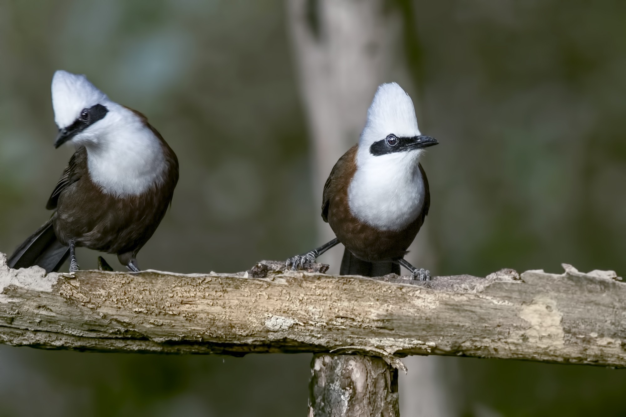 White-crested Laughingthrush
