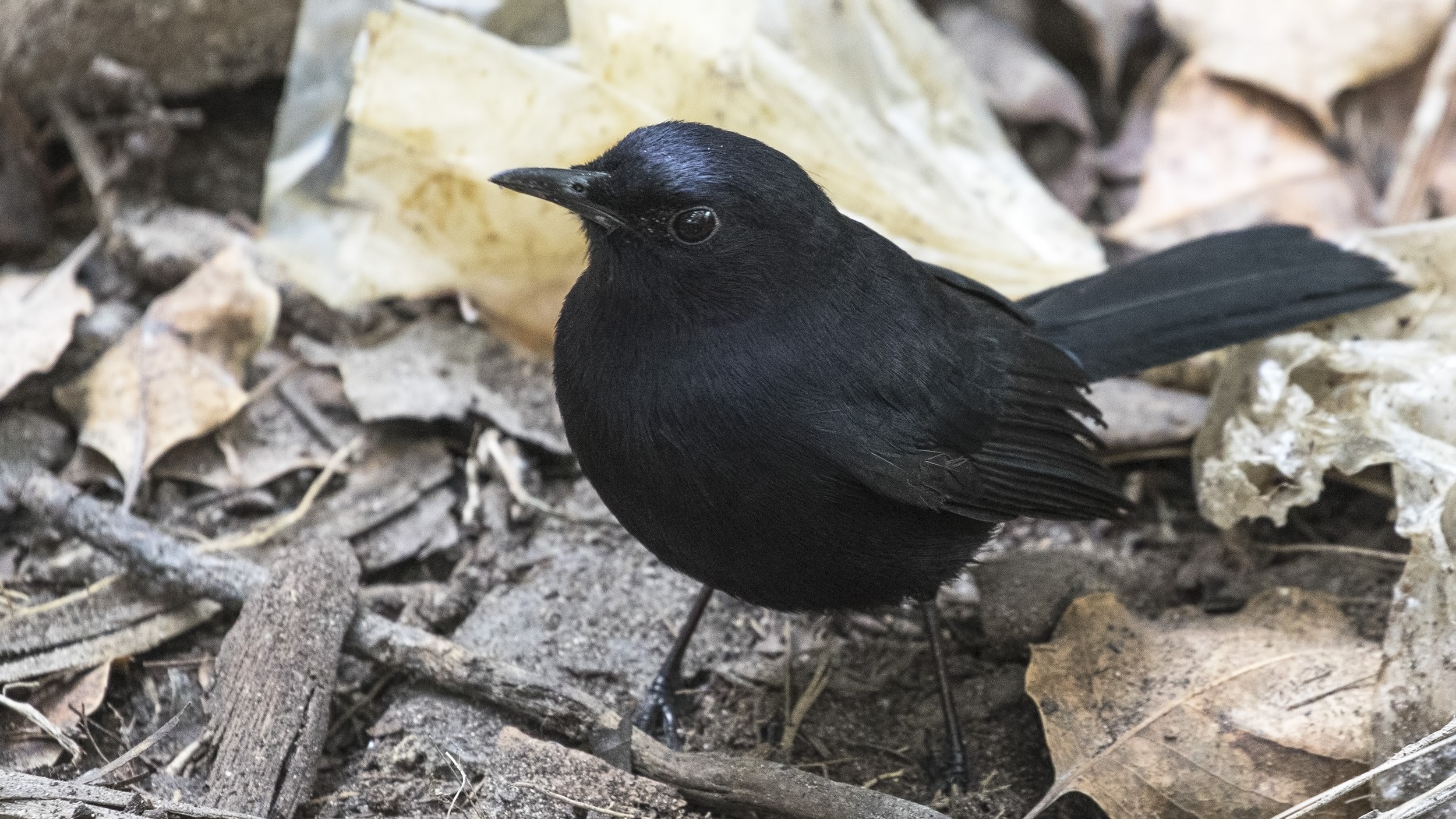 Black Catbird — Ana fotoğraf
