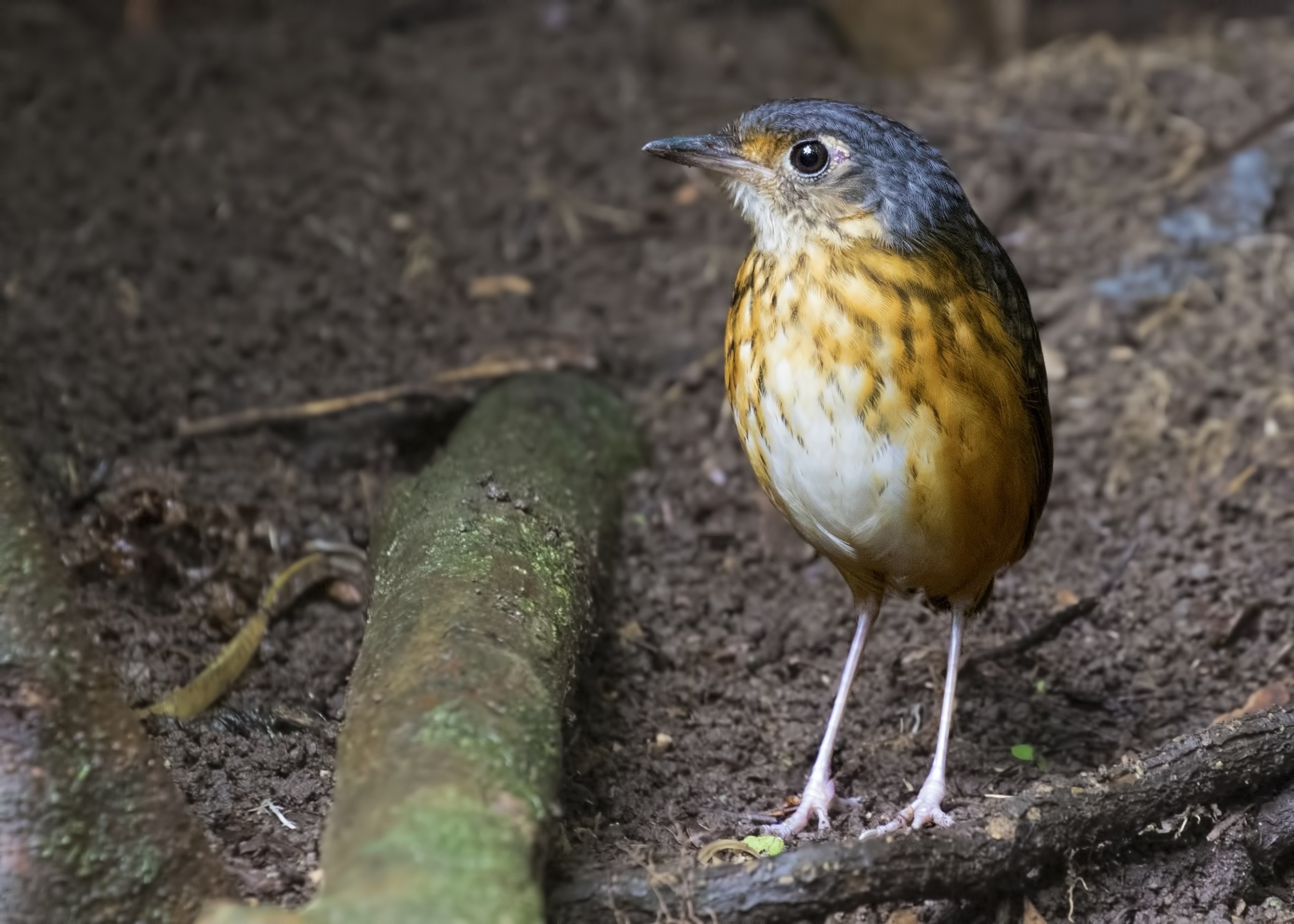 Thicket Antpitta