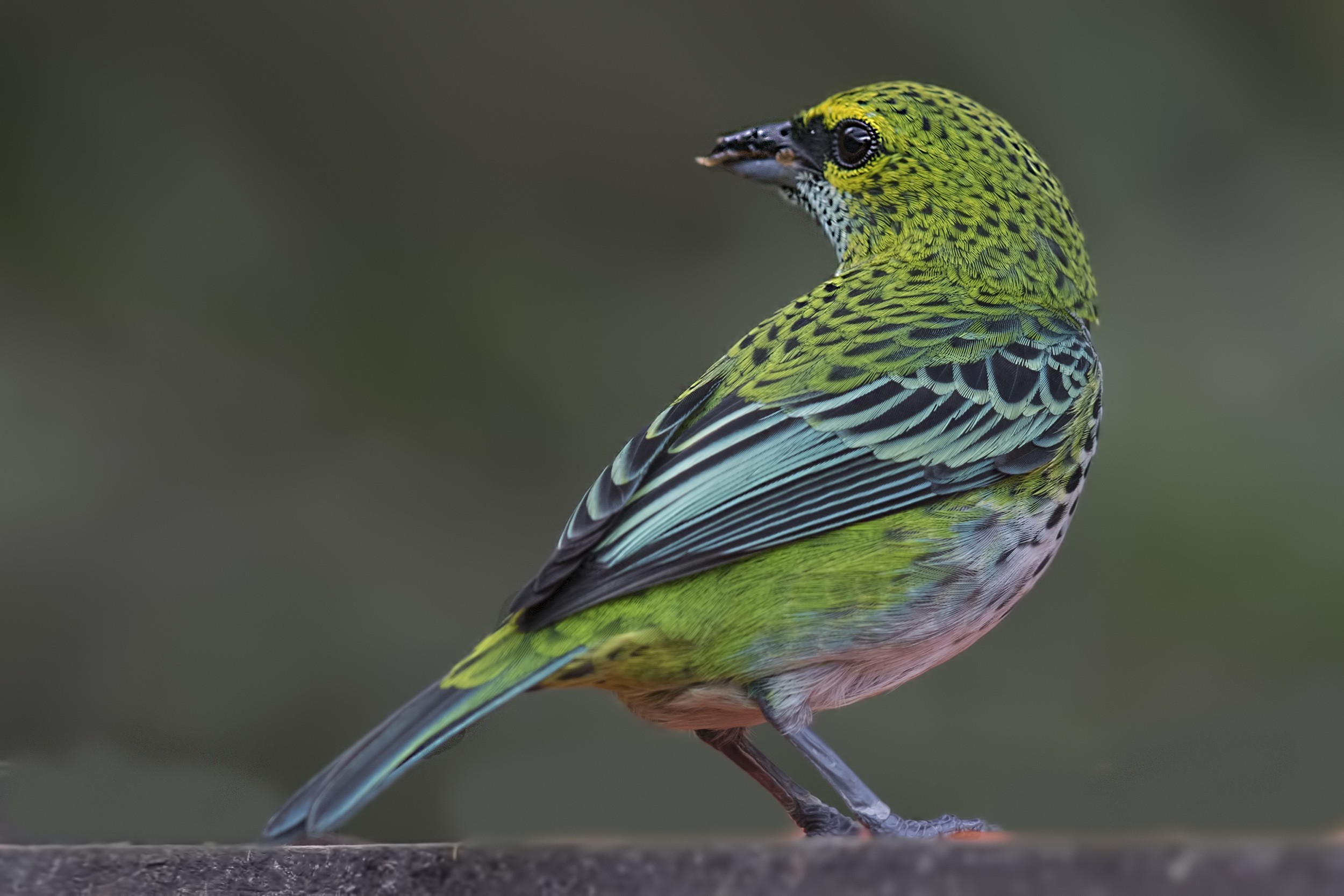 Speckled Tanager