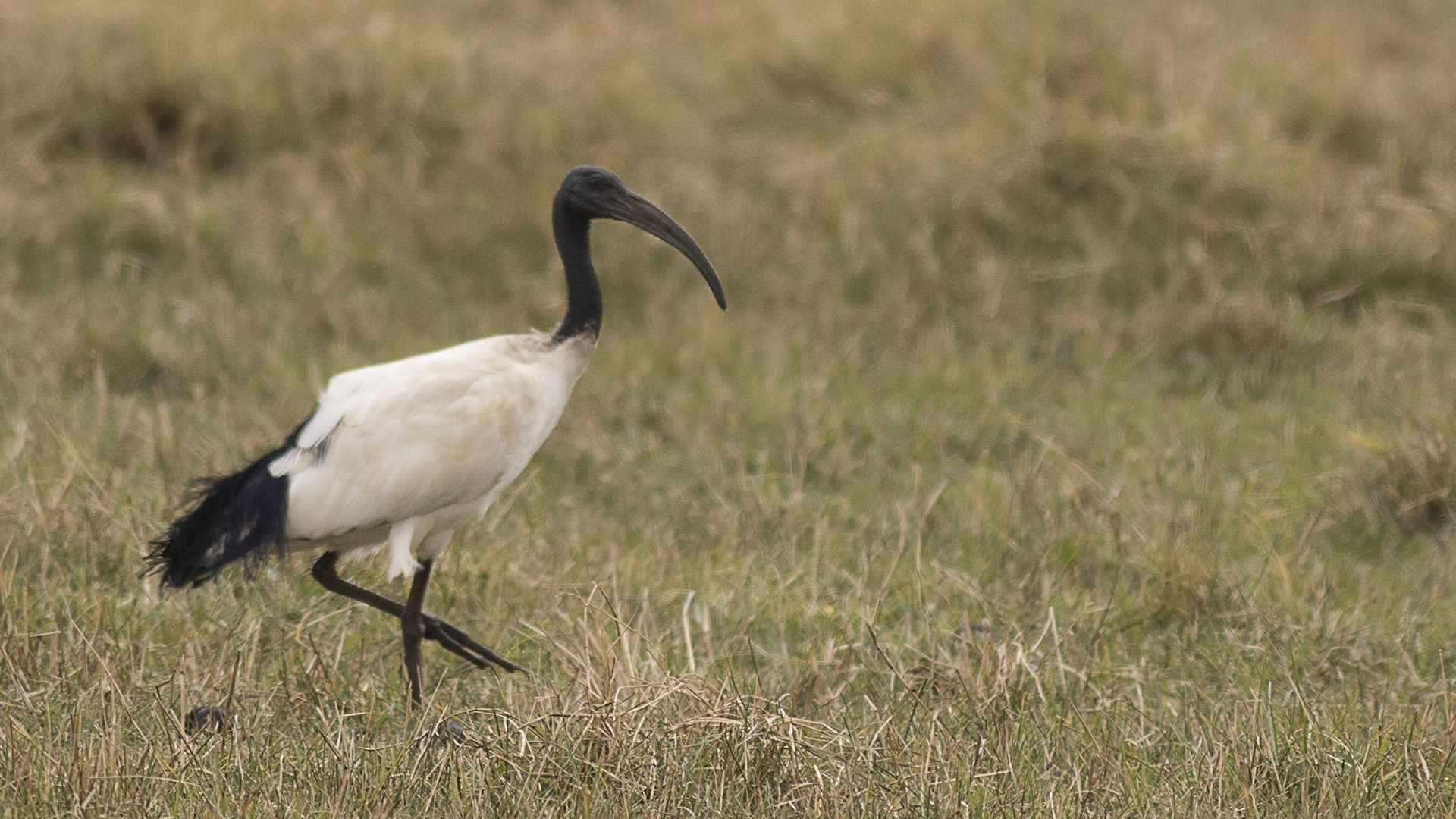 African Sacred Ibis