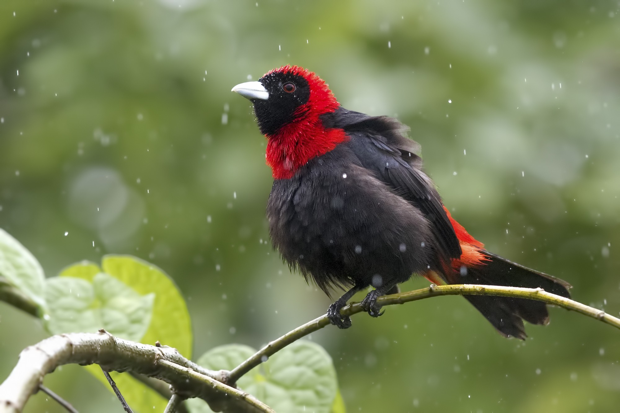 Crimson-collared Tanager — Ana fotoğraf