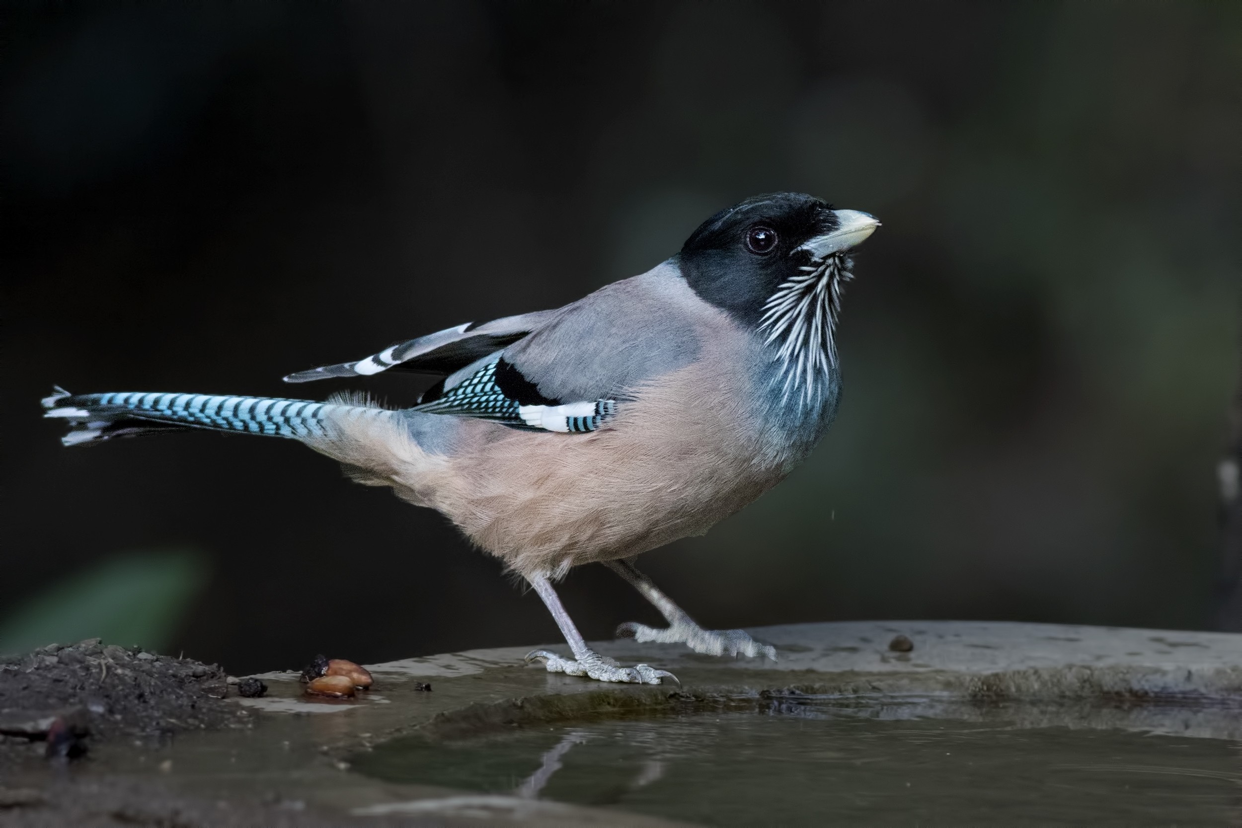 Black-headed Jay