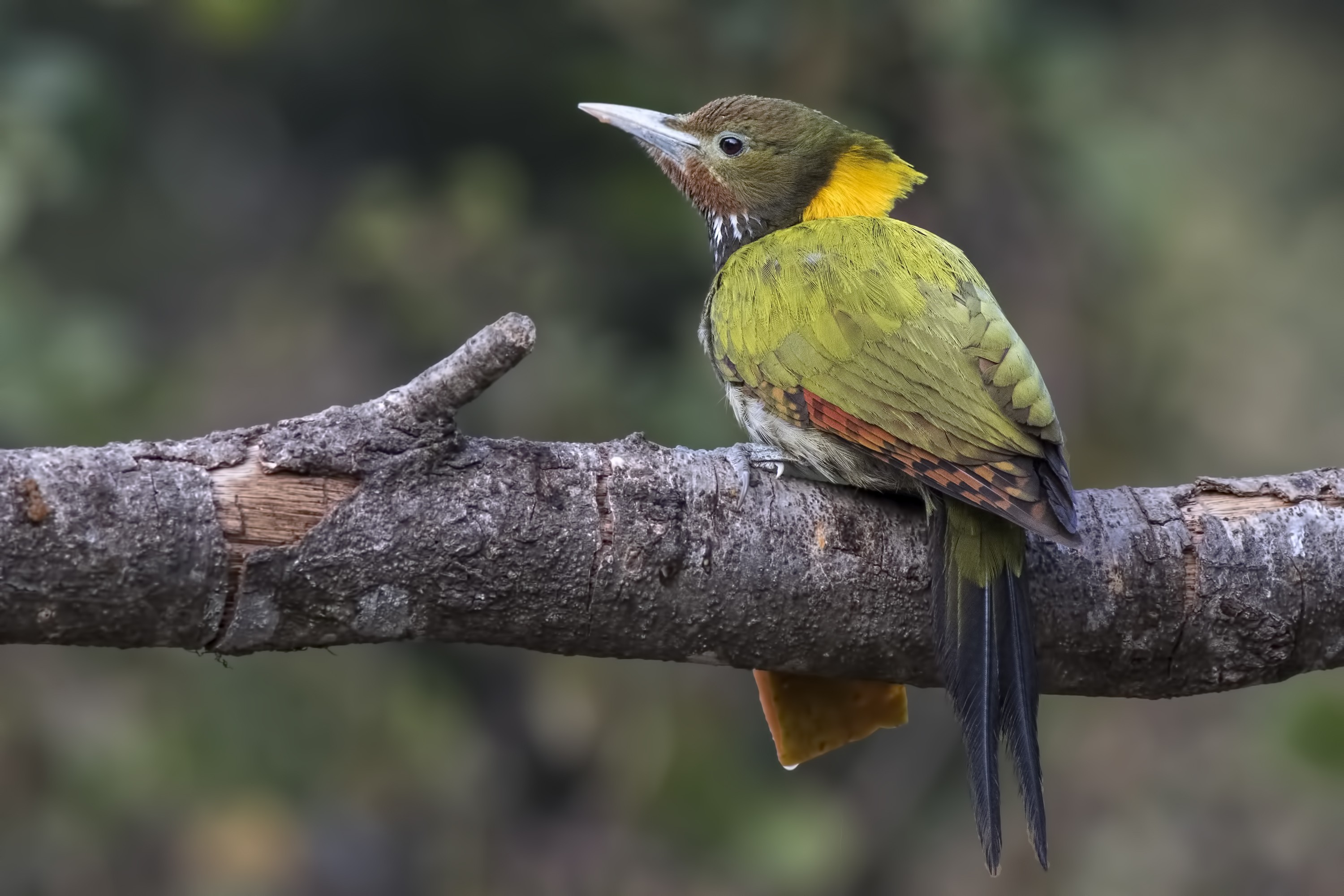 Greater Yellownape