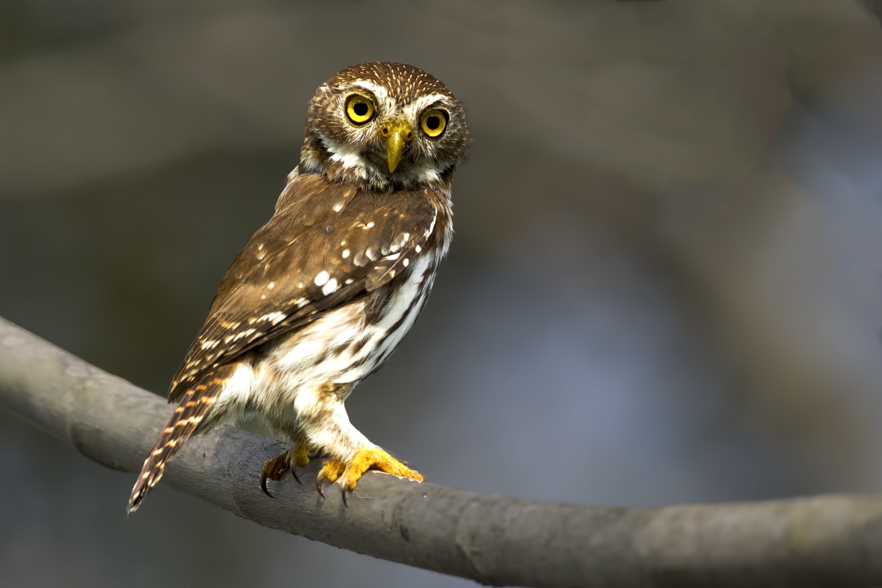 Ferruginous Pygmy-owl — Ana fotoğraf