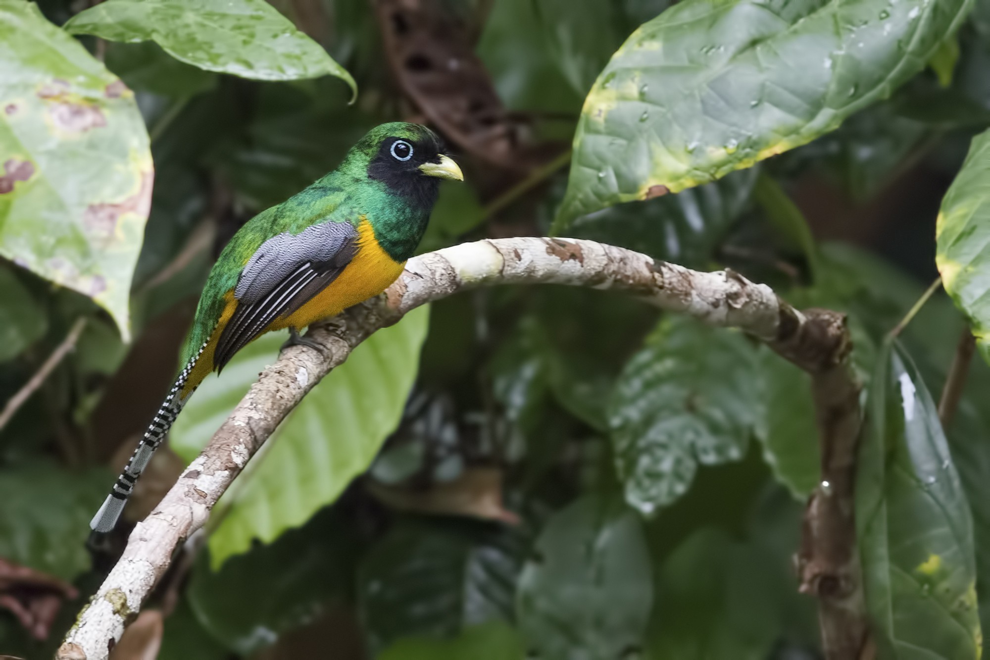 Black-throated Trogon