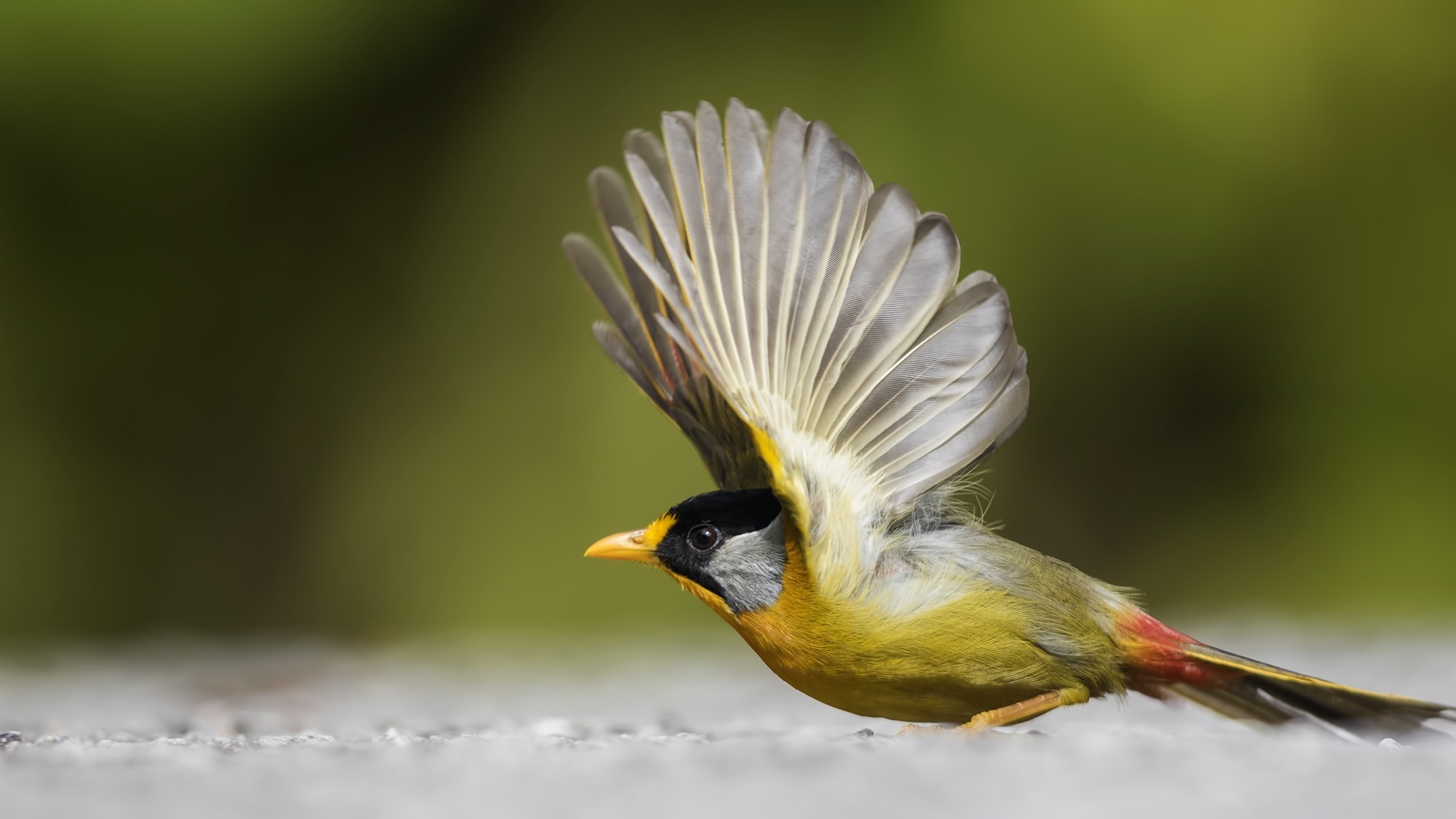 Silver-eared Mesia
