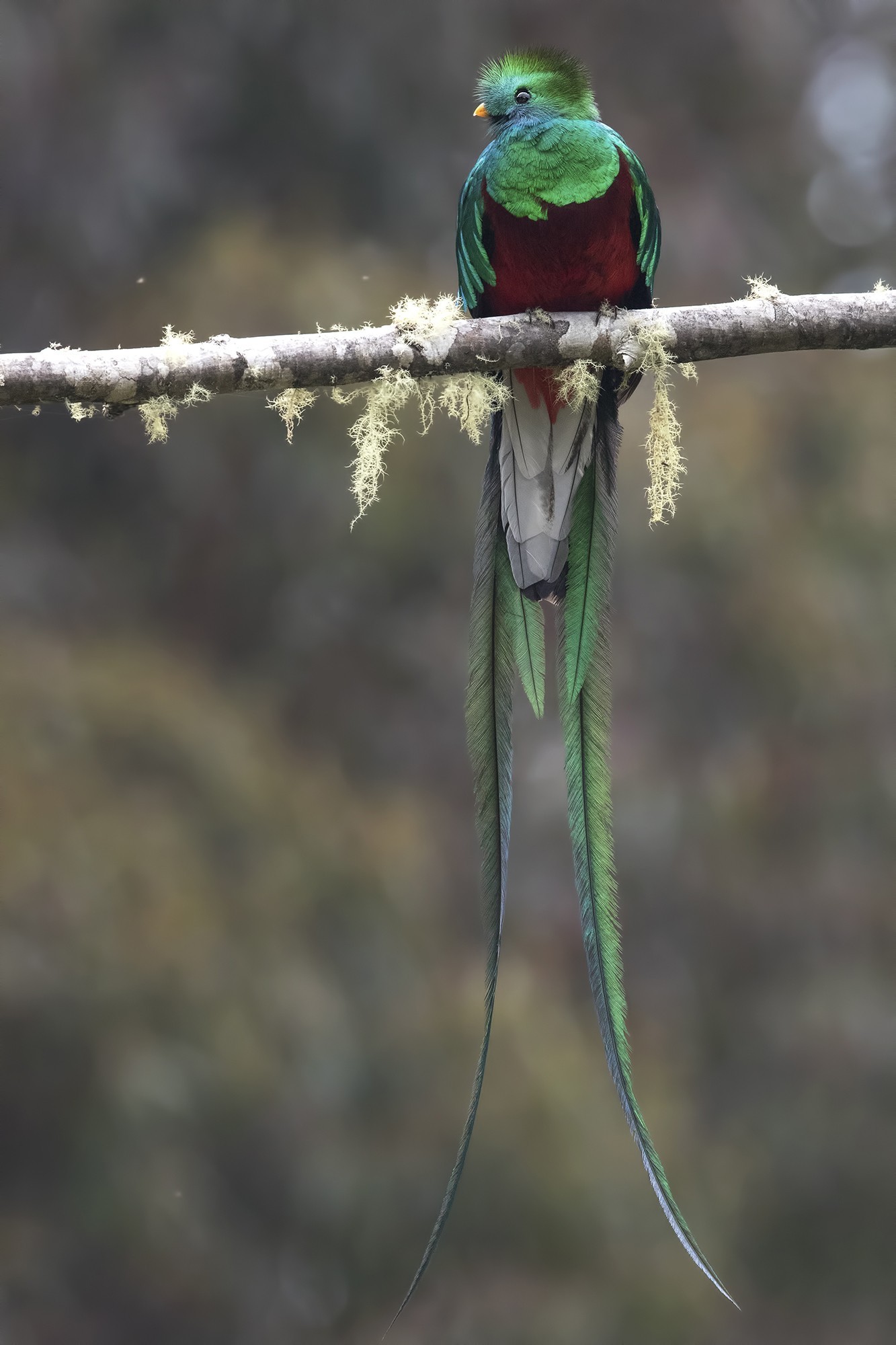 Resplendent Quetzal — Ana fotoğraf