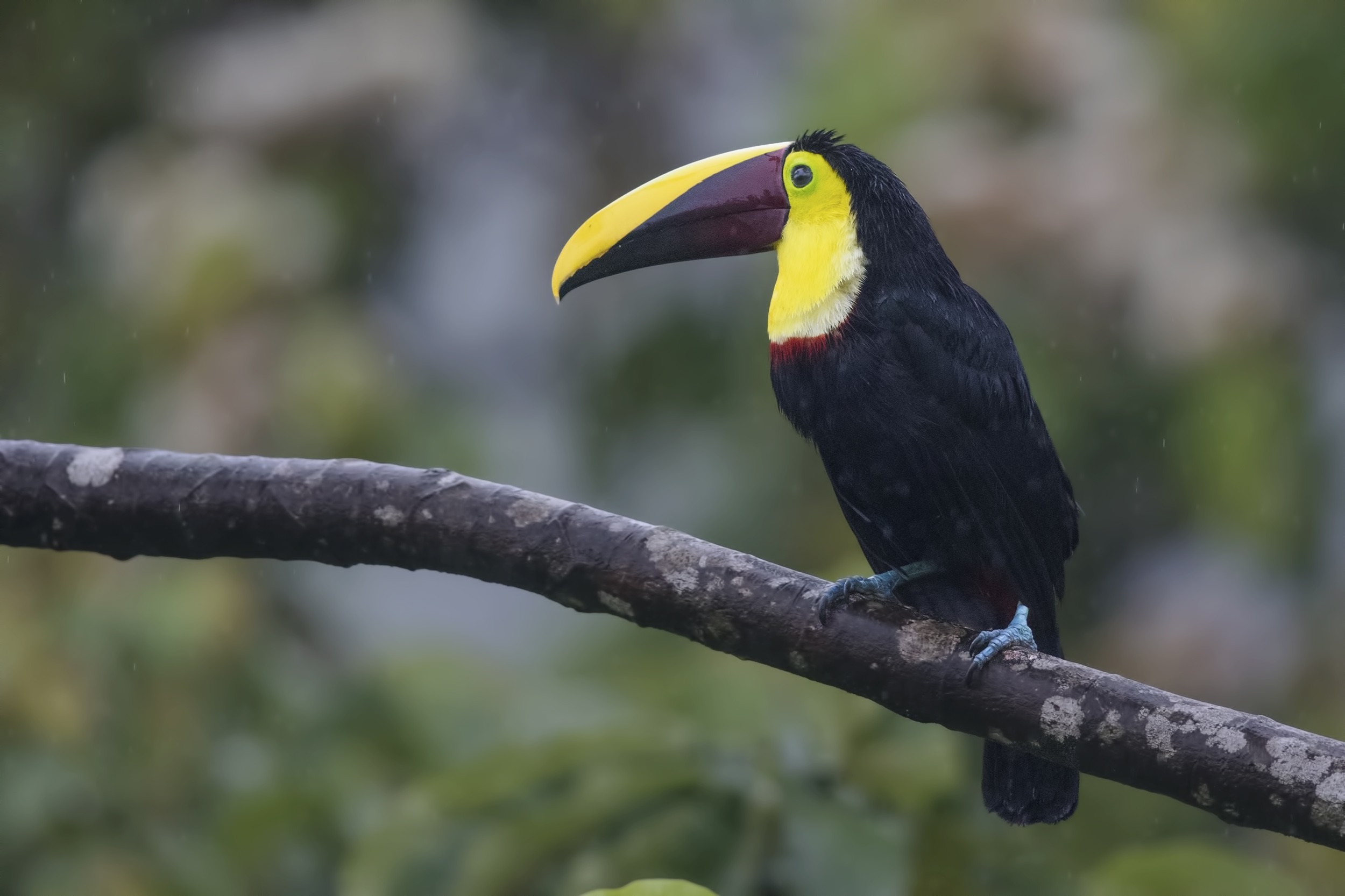 Yellow-throated Toucan