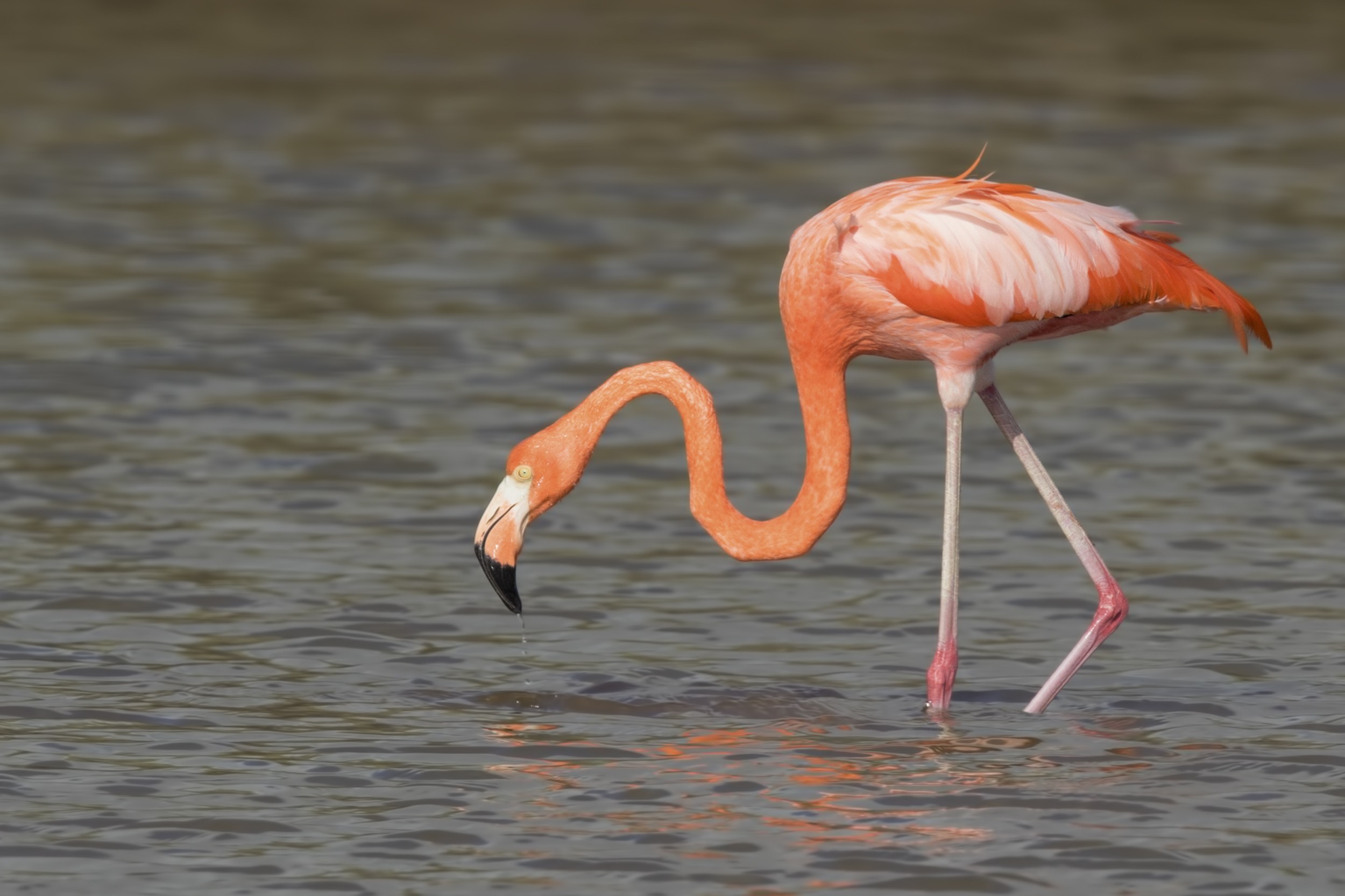 American Flamingo