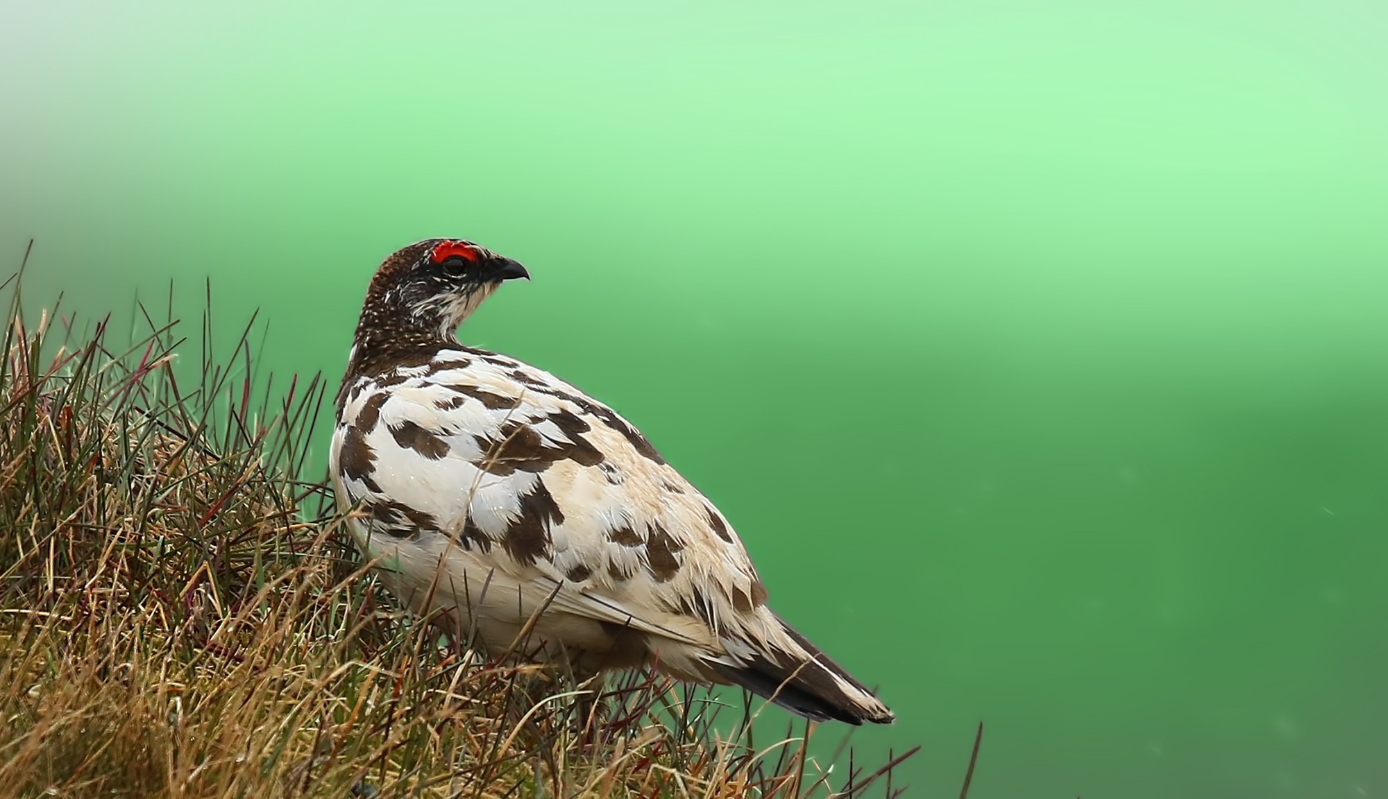 Rock Ptarmigan — Ana fotoğraf