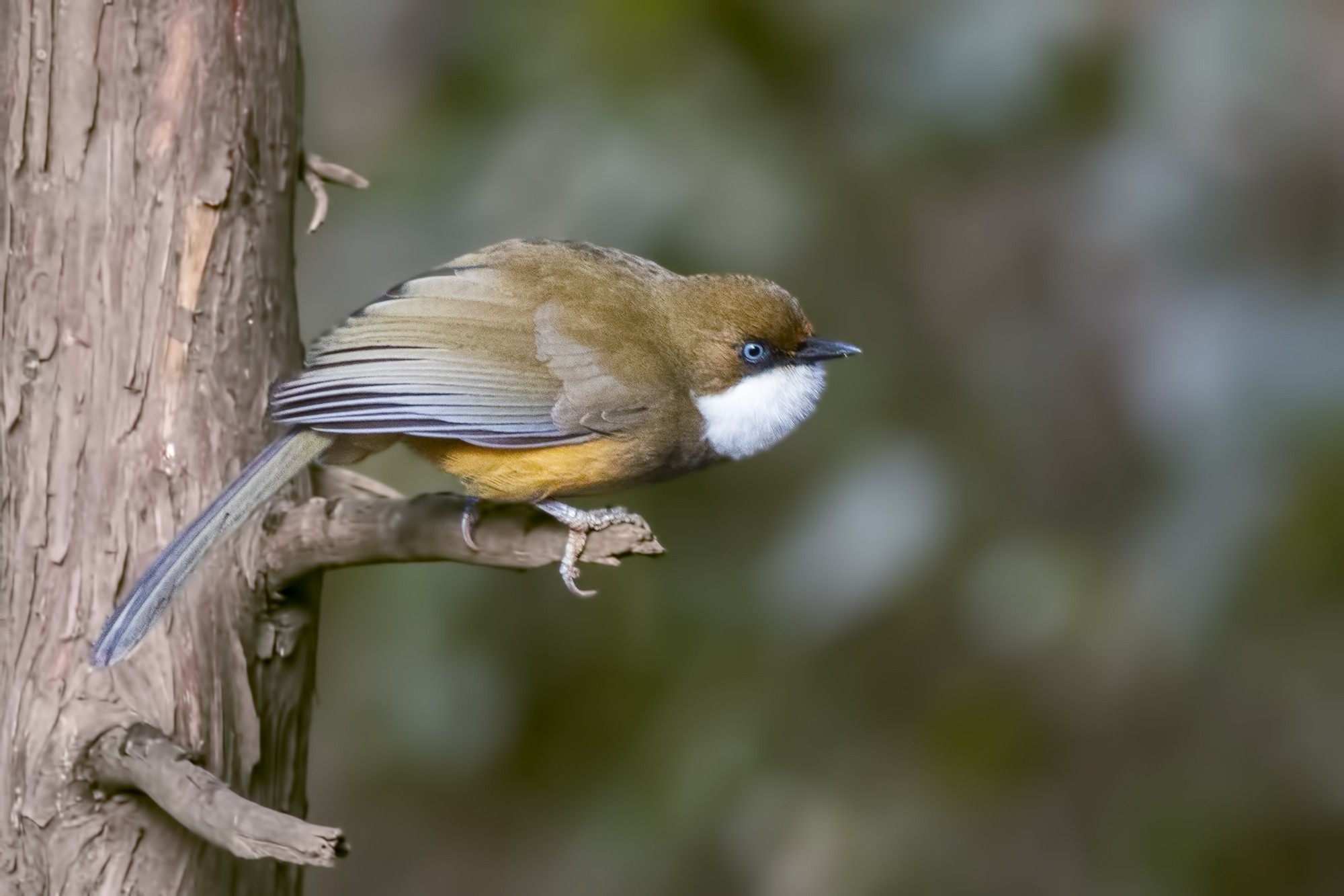 White-throated Laughingthrush