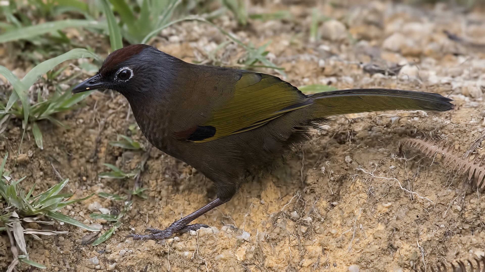 Chestnut-crowned Laughingthrush — Ana fotoğraf