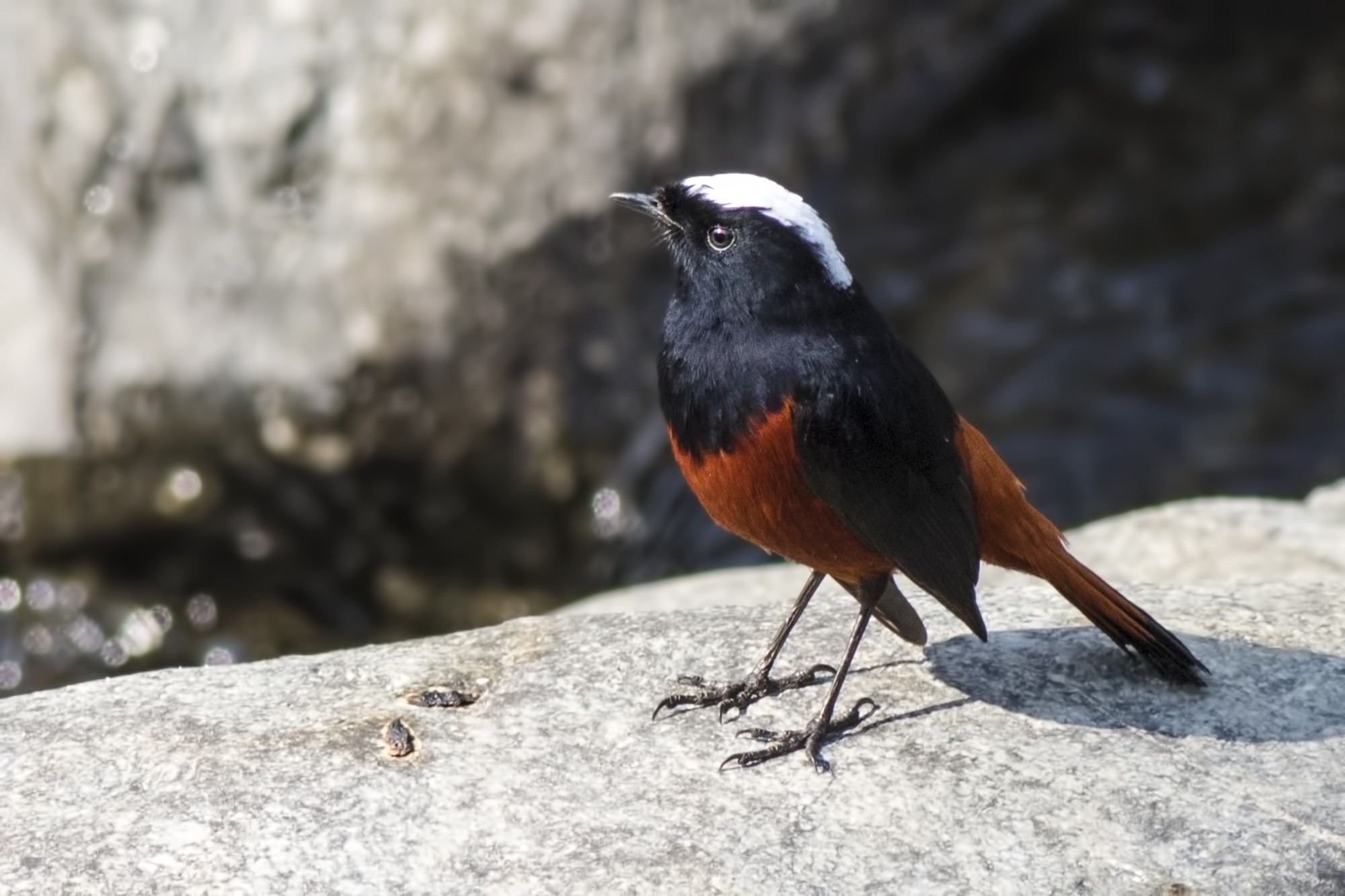 White-capped Water-redstart