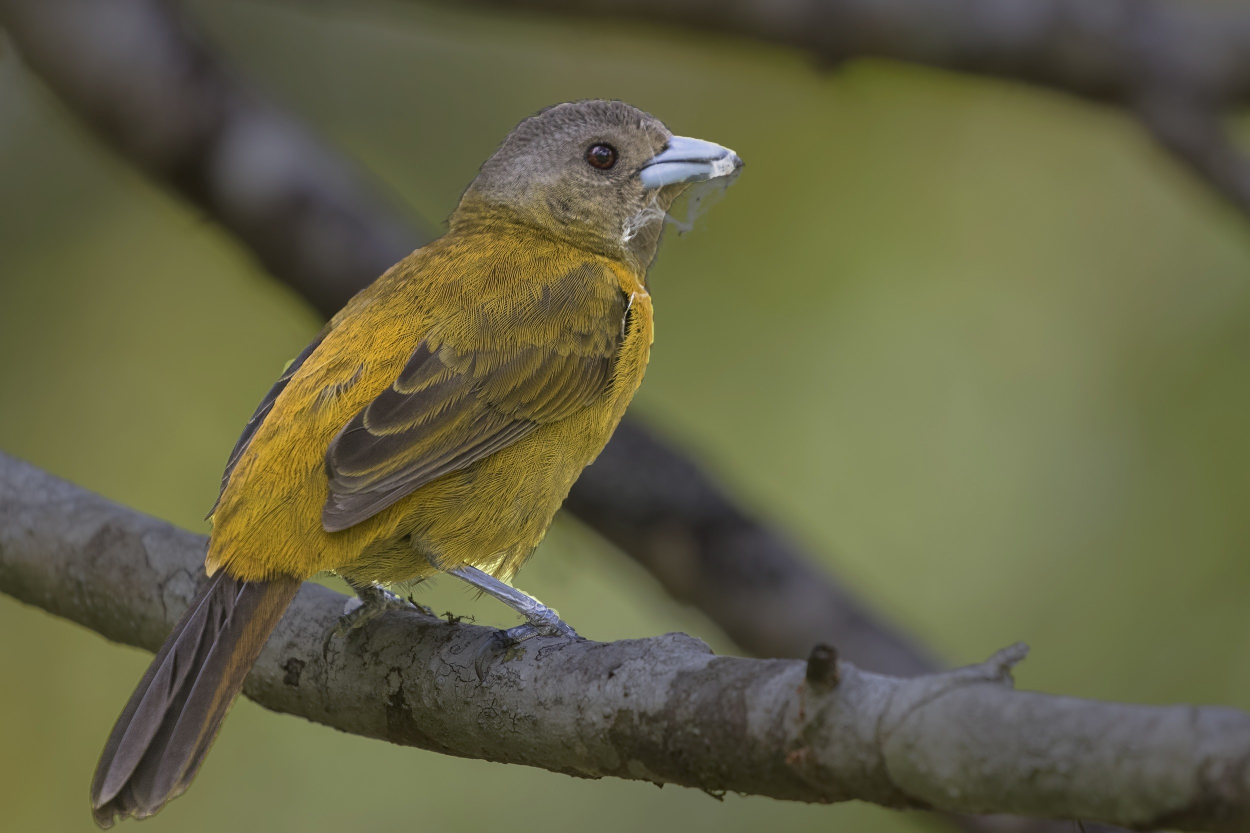 Scarlet-rumped Tanager — Ana fotoğraf